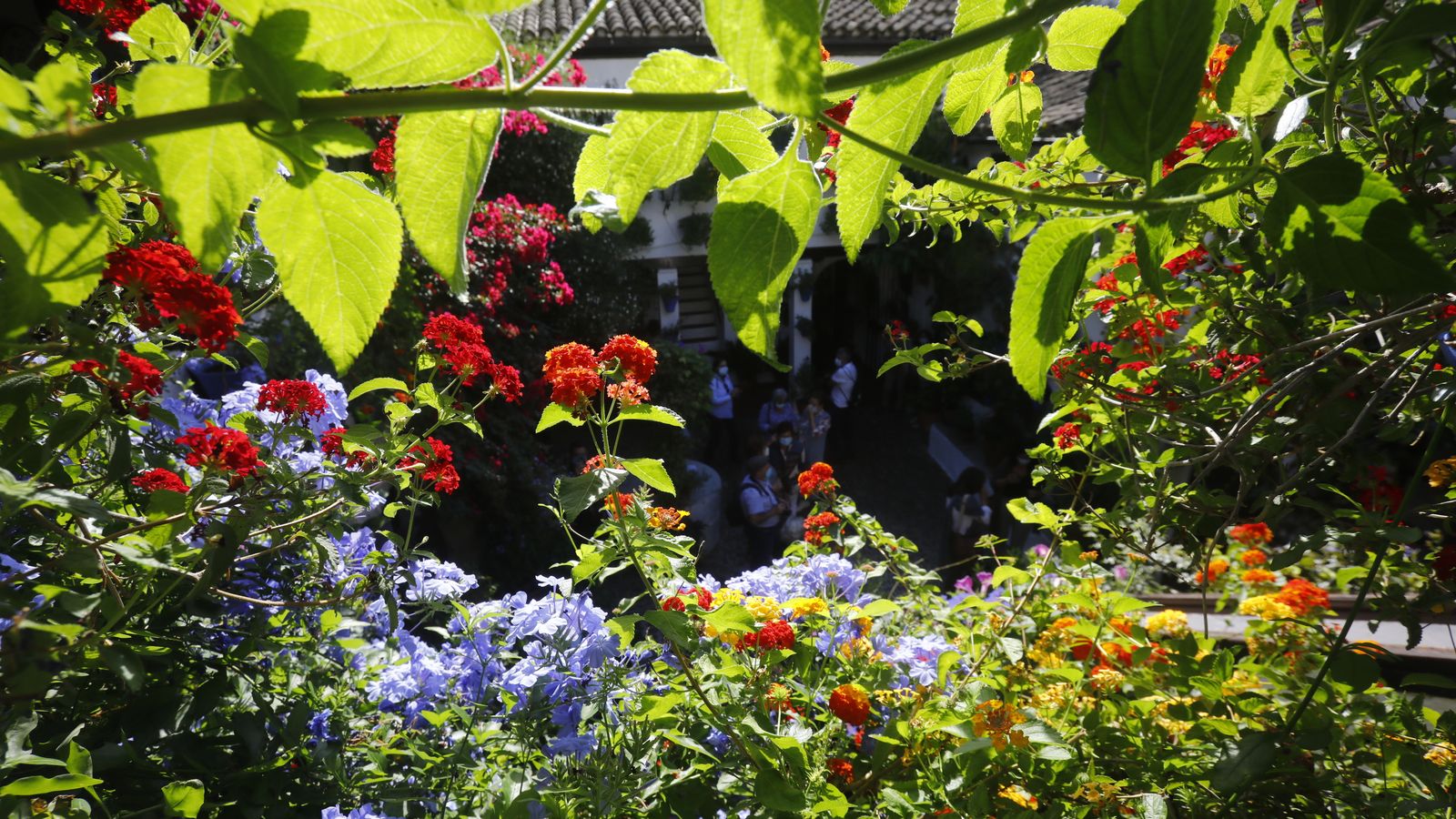 Detalles de flores en uno de los Patios.
