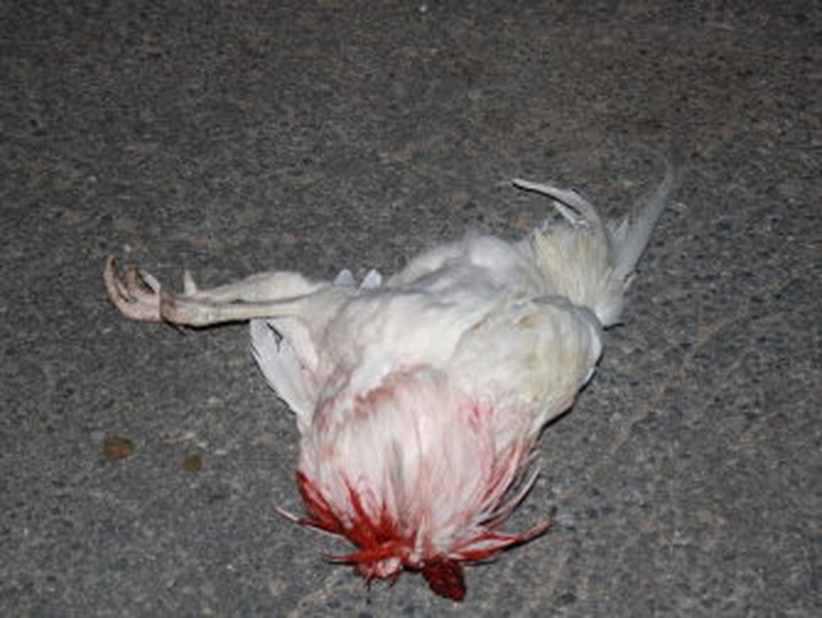 Aparecen varios gallos decapitados con motivo de un ritual de santería