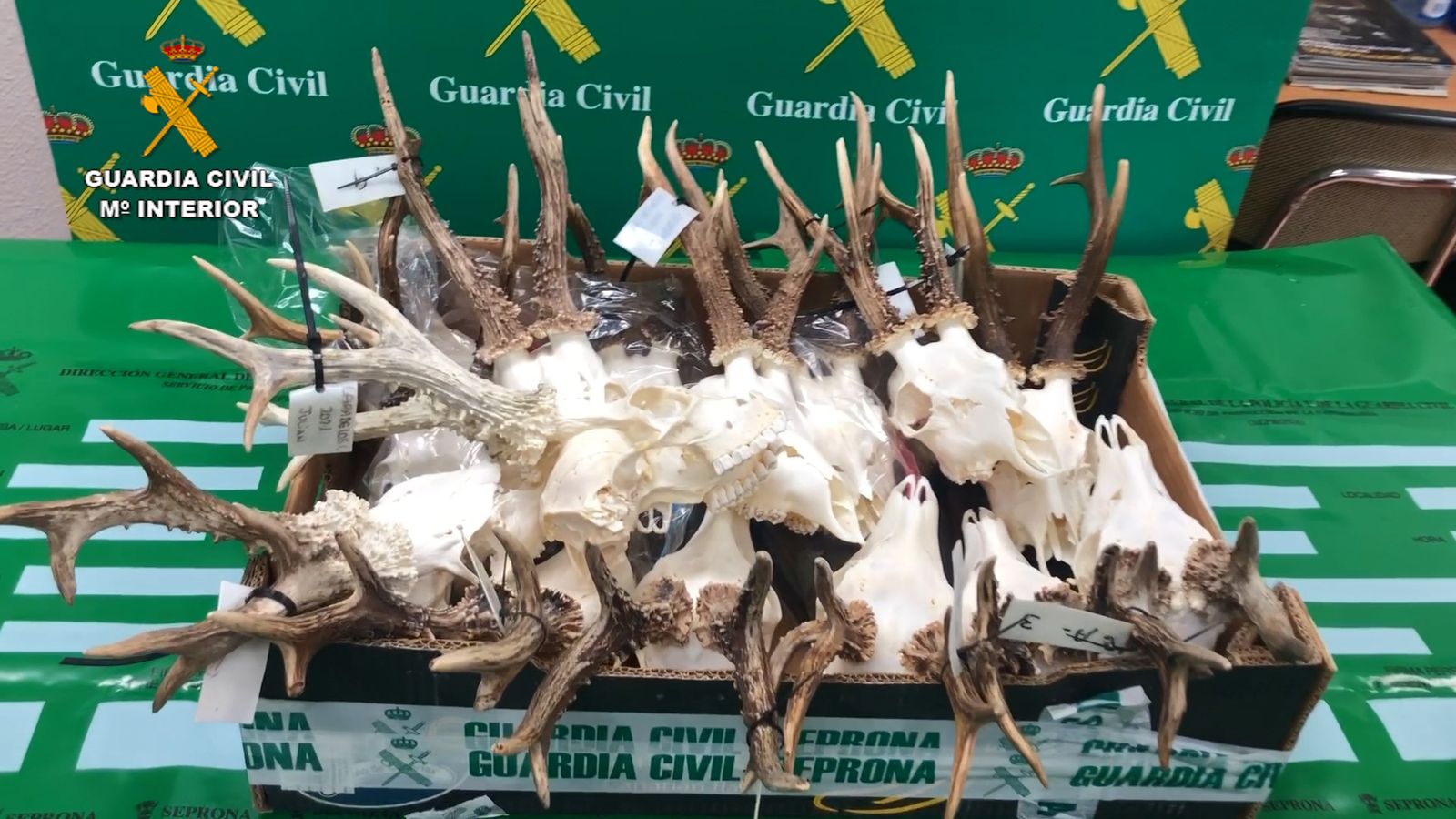 Trofeos recuperados.