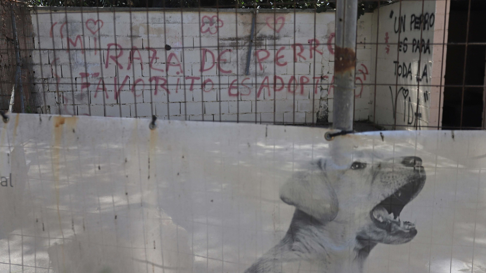 Fotos de la Protectora de Animales y Plantas de Algeciras