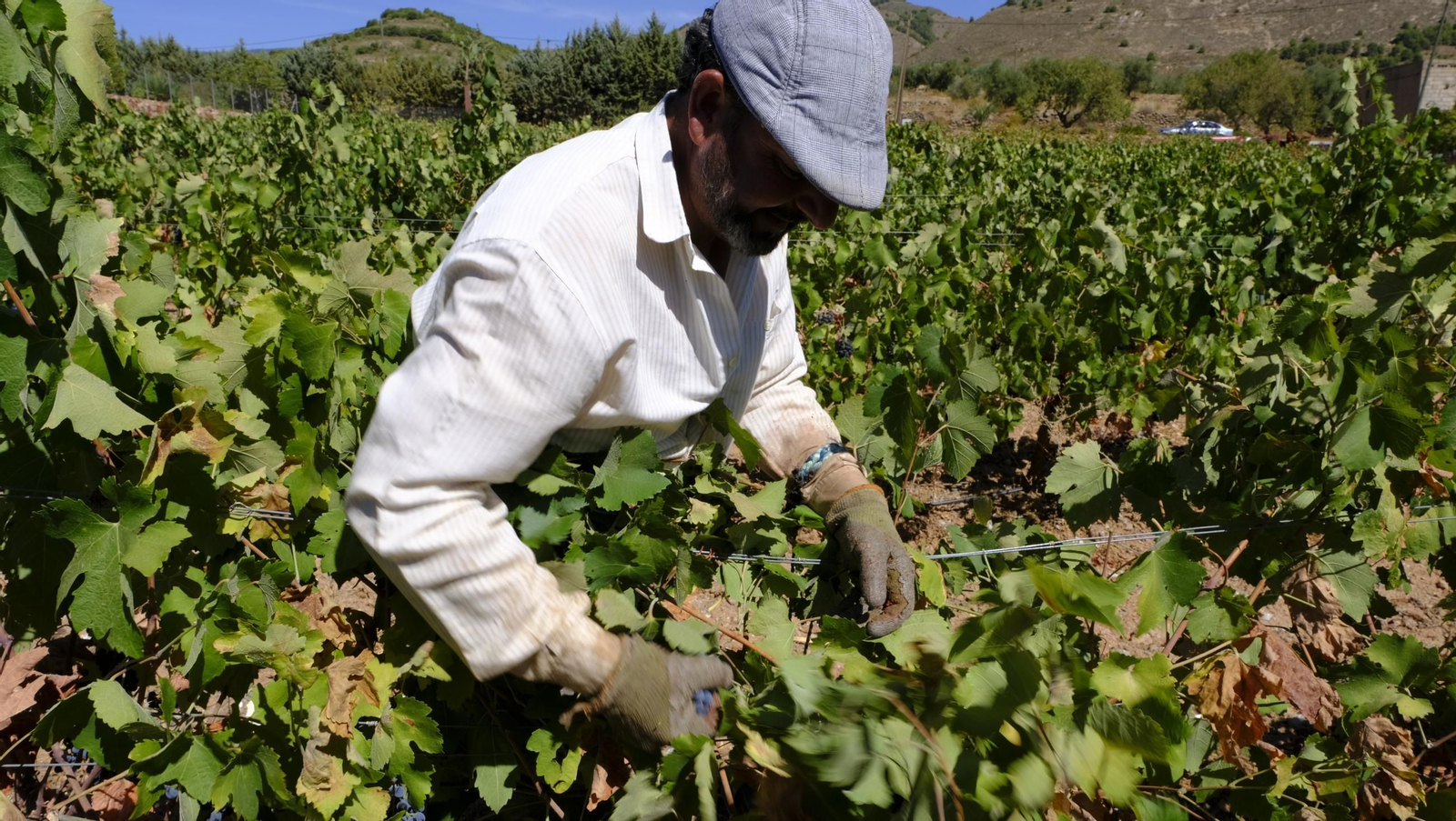 Las imágenes de la vendimia en la zona de Laujar de Andarax