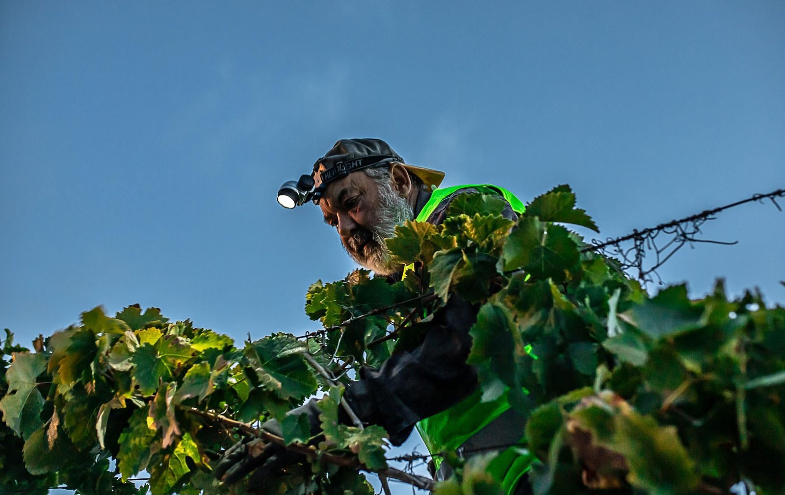 La vendimia nocturna de Tío Pepe