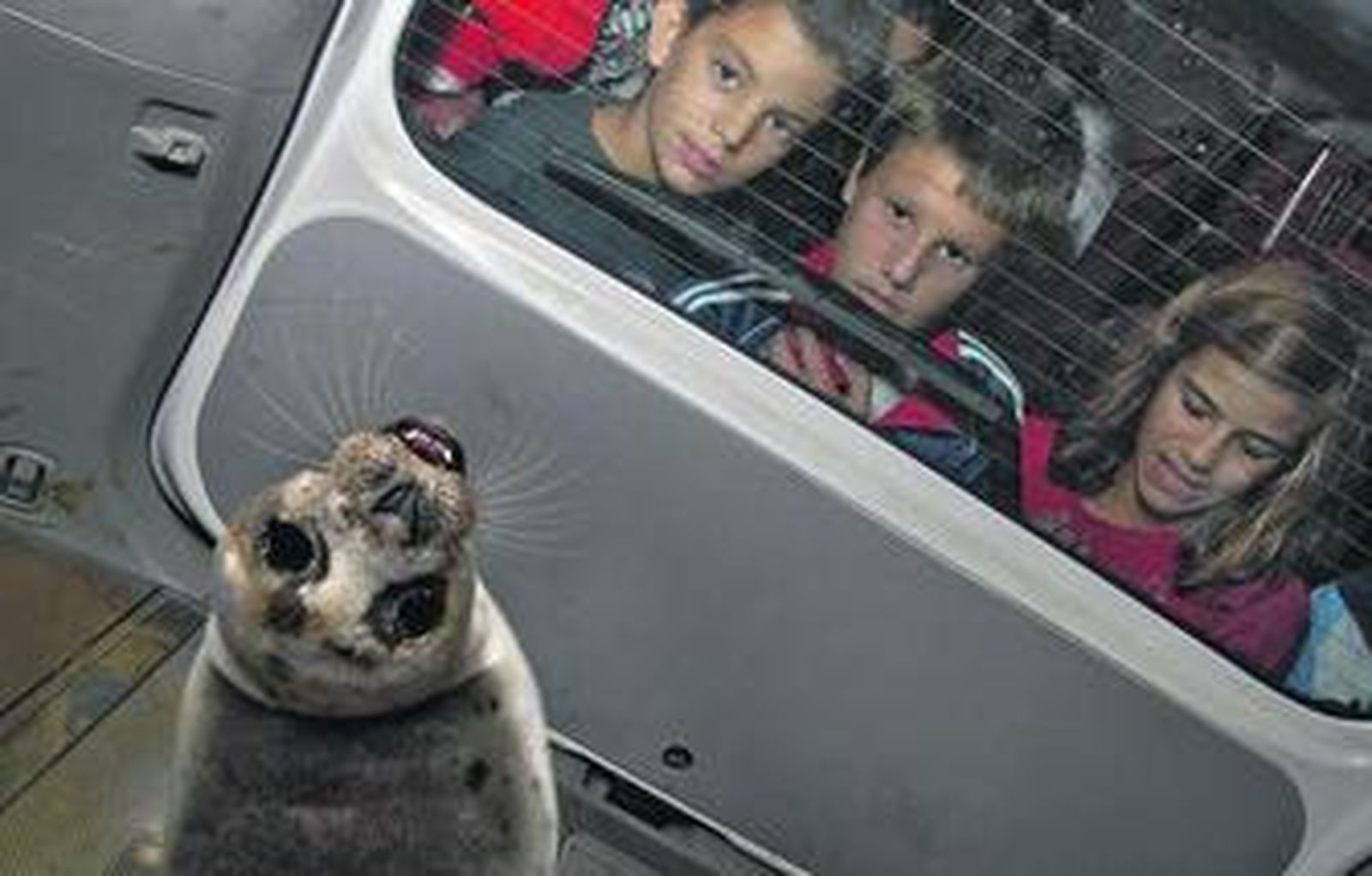 Unos niños observan a la pequeña foca por el cristal del todoterreno.