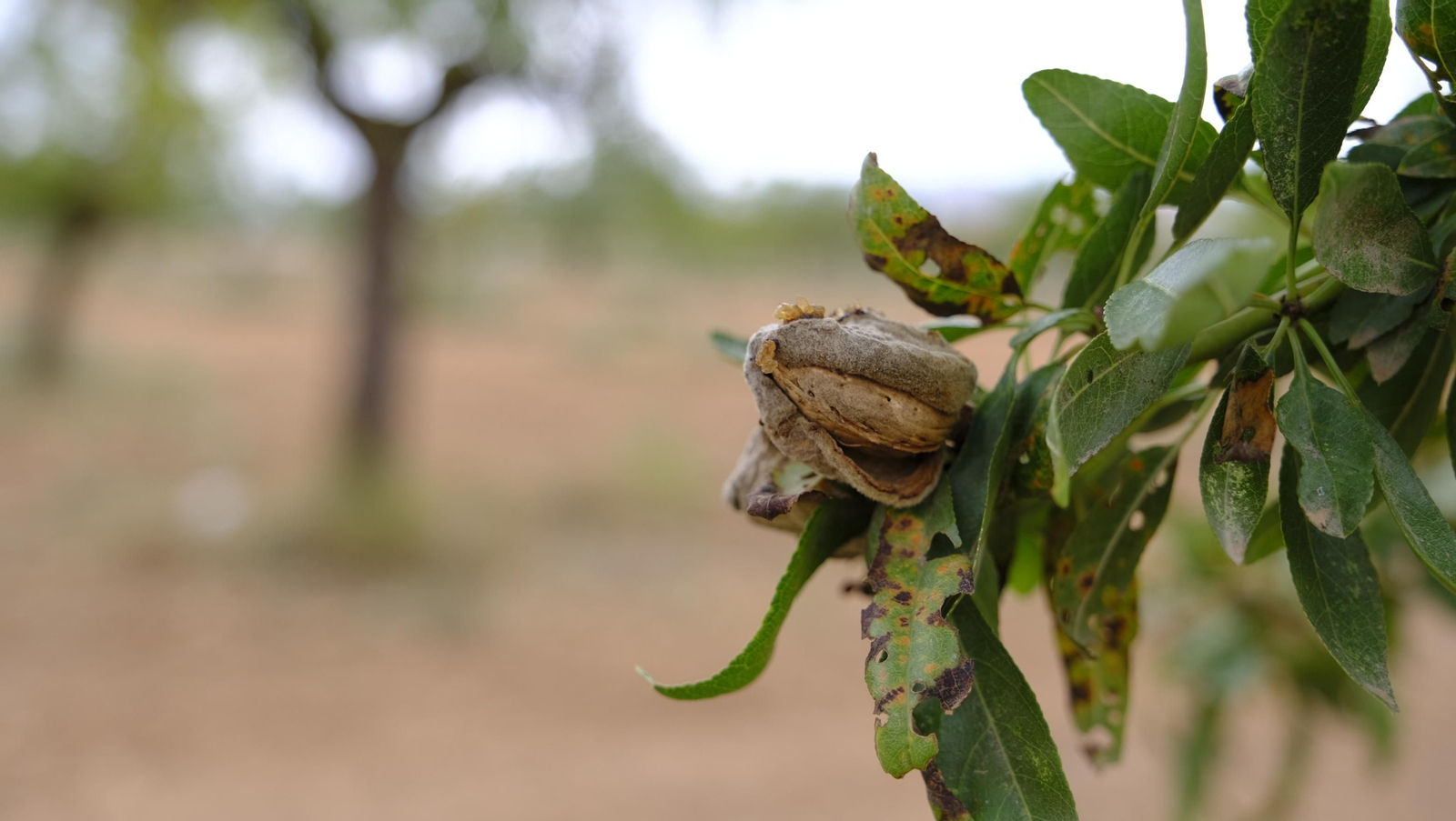 Imágenes de la almendra ecológica de Chirivel