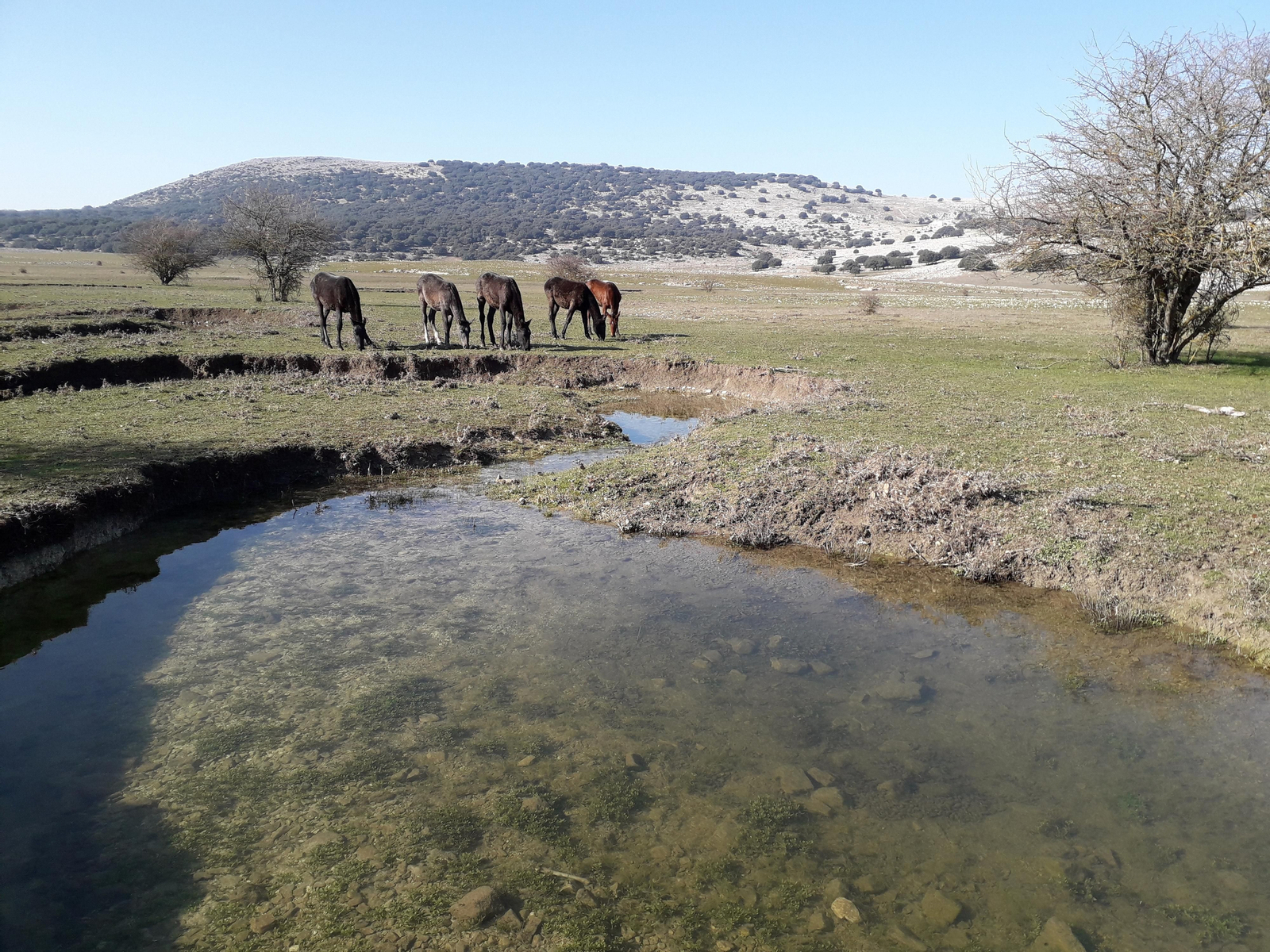Unos potros pastan hierba fresca. Los ríos de Córdoba se llenan de vida