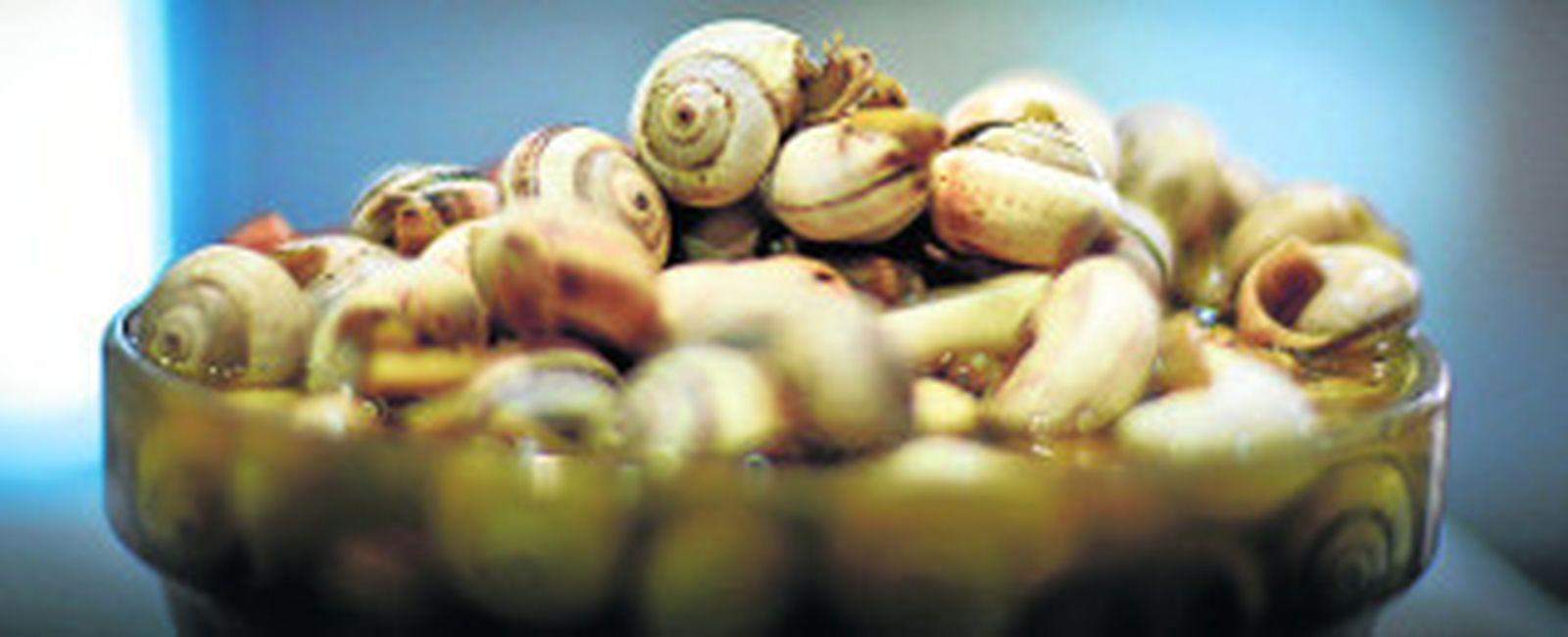 Anatomía de los caracoles