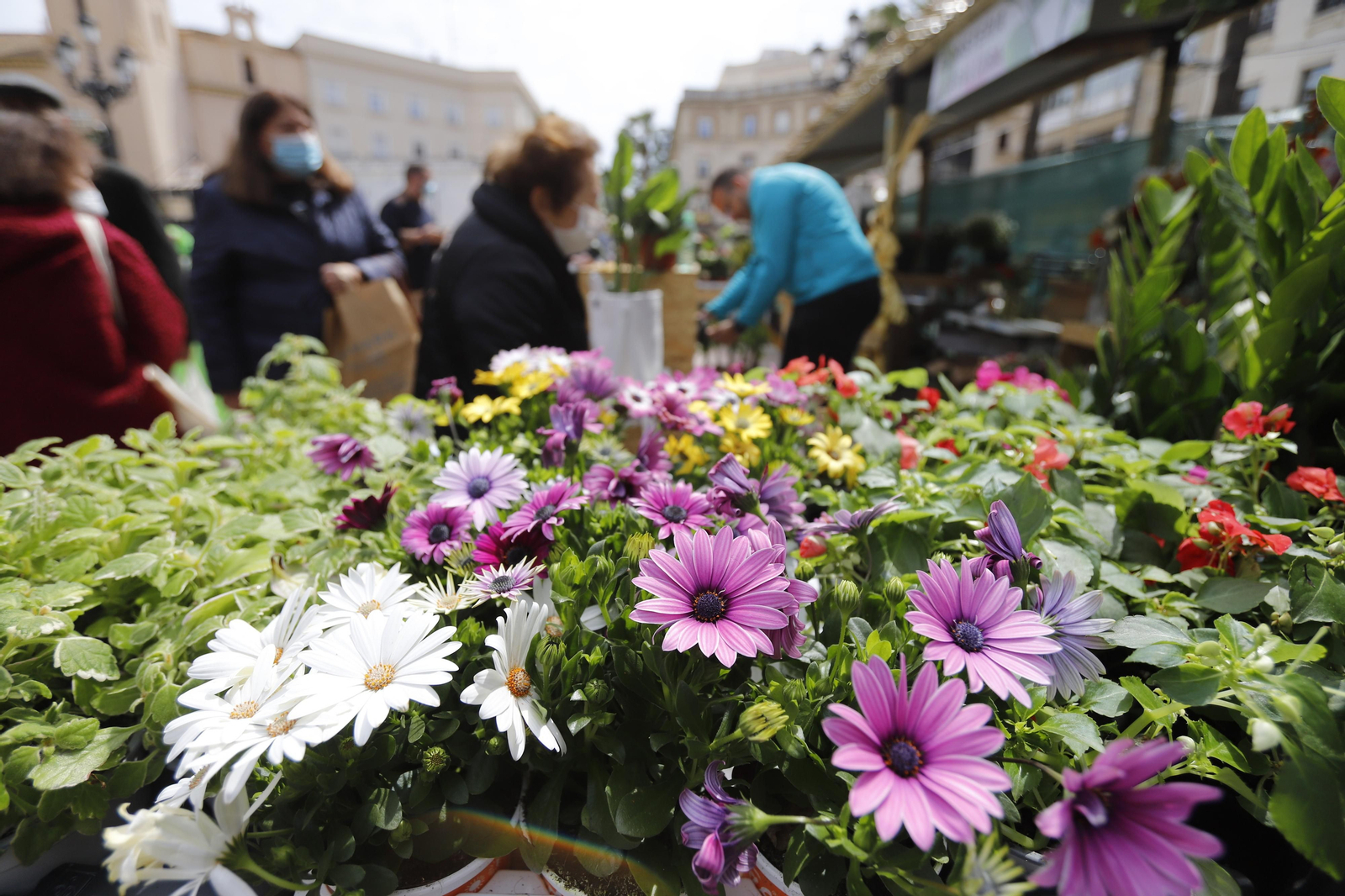 Imágenes del 'V Mercado de Flores y Plantas de Huelva' en la Plaza de Las Monjas