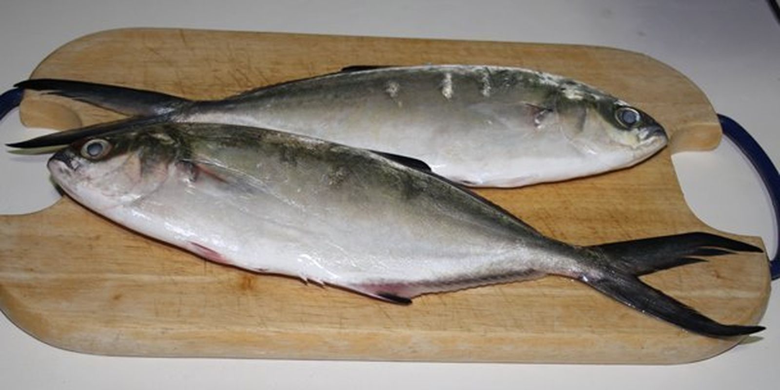 Japuta: 'Brama brama'