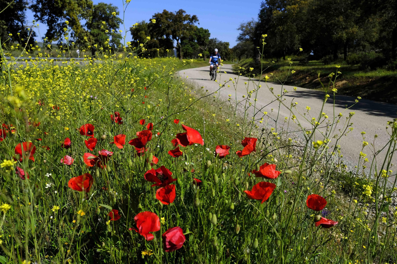 Brote de la la primavera, en fotos