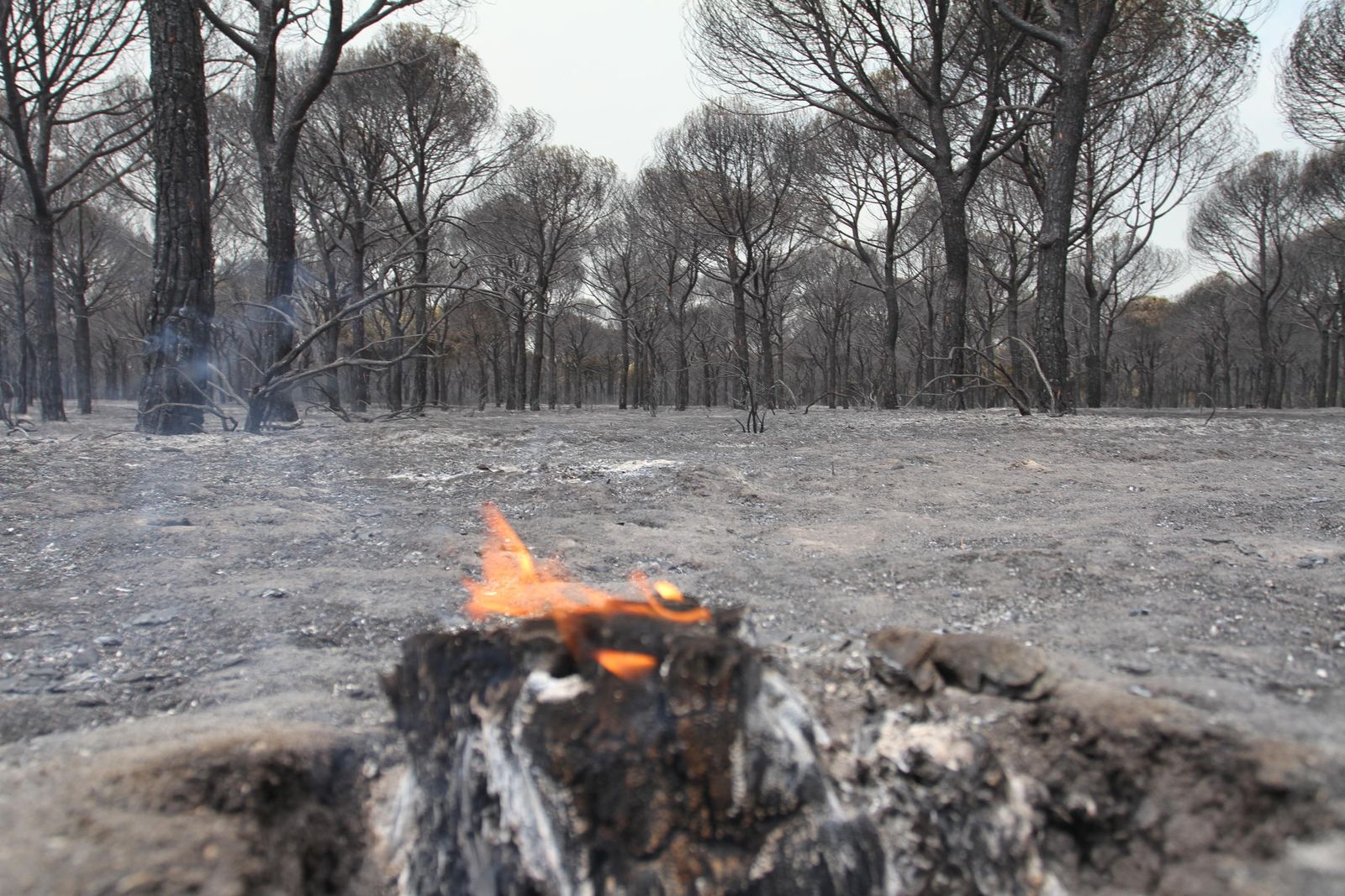Las imágenes del incendio en Moguer y Mazagón