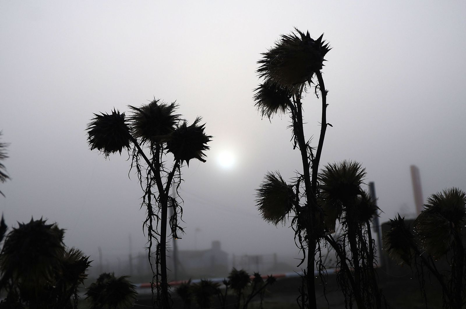 Imágenes de la densa niebla con la que han amanecido varios municipios de Huelva
