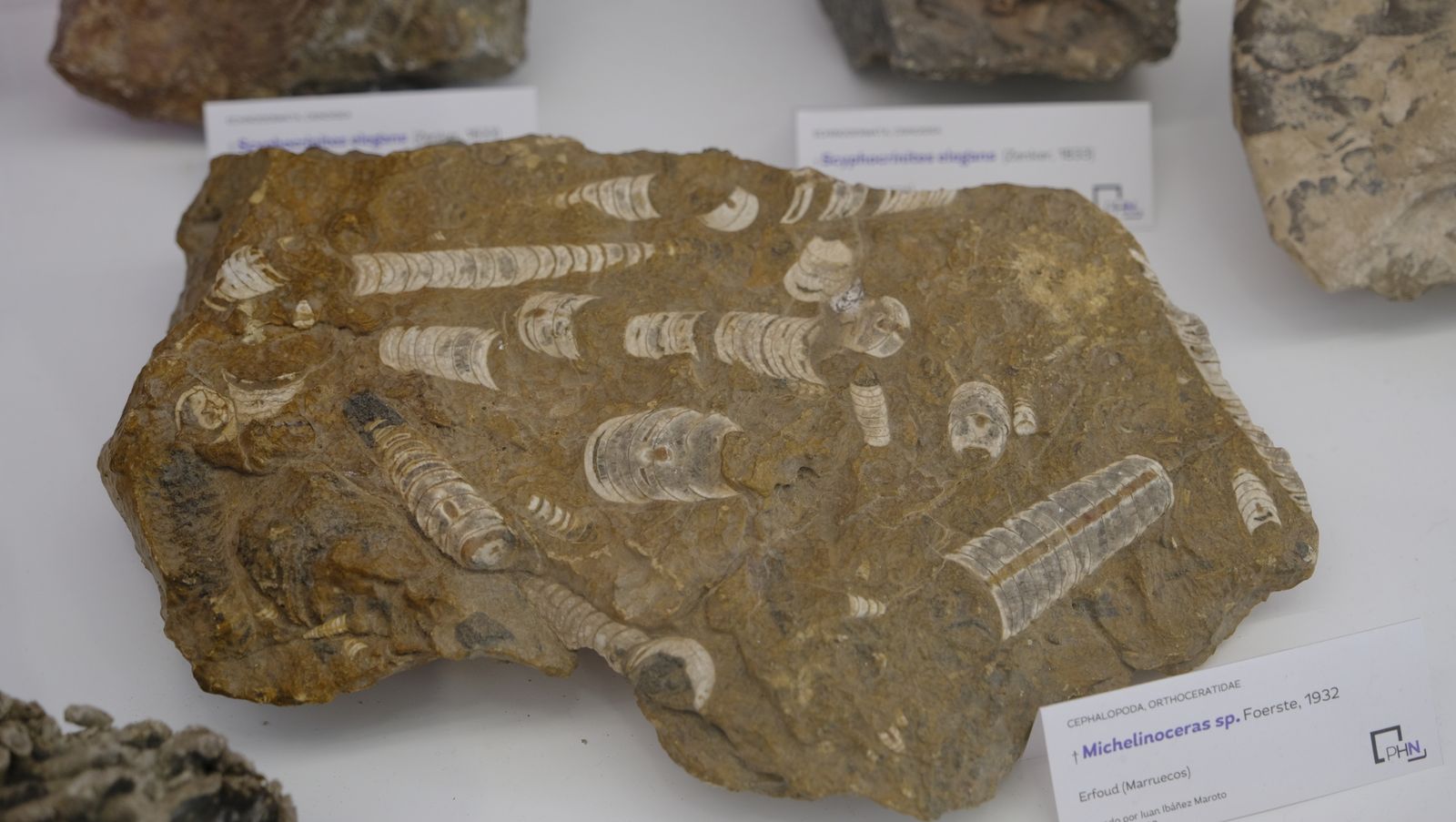 Las mejores imágenes del Pabellón de Historia Natural de la UAL