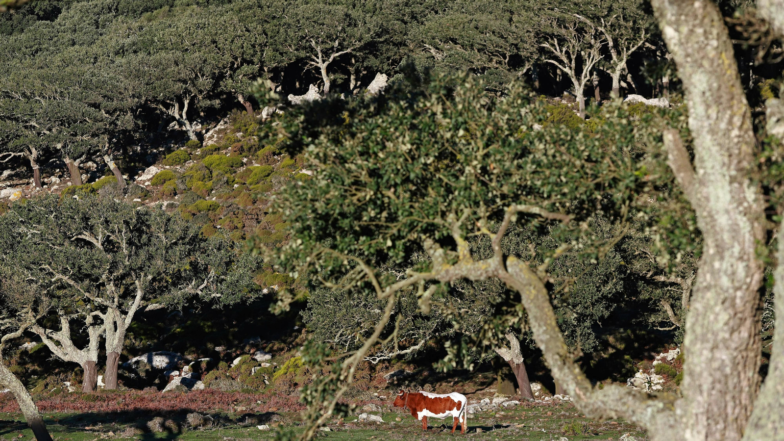 Las mejores fotos del Tajo de las Escobas