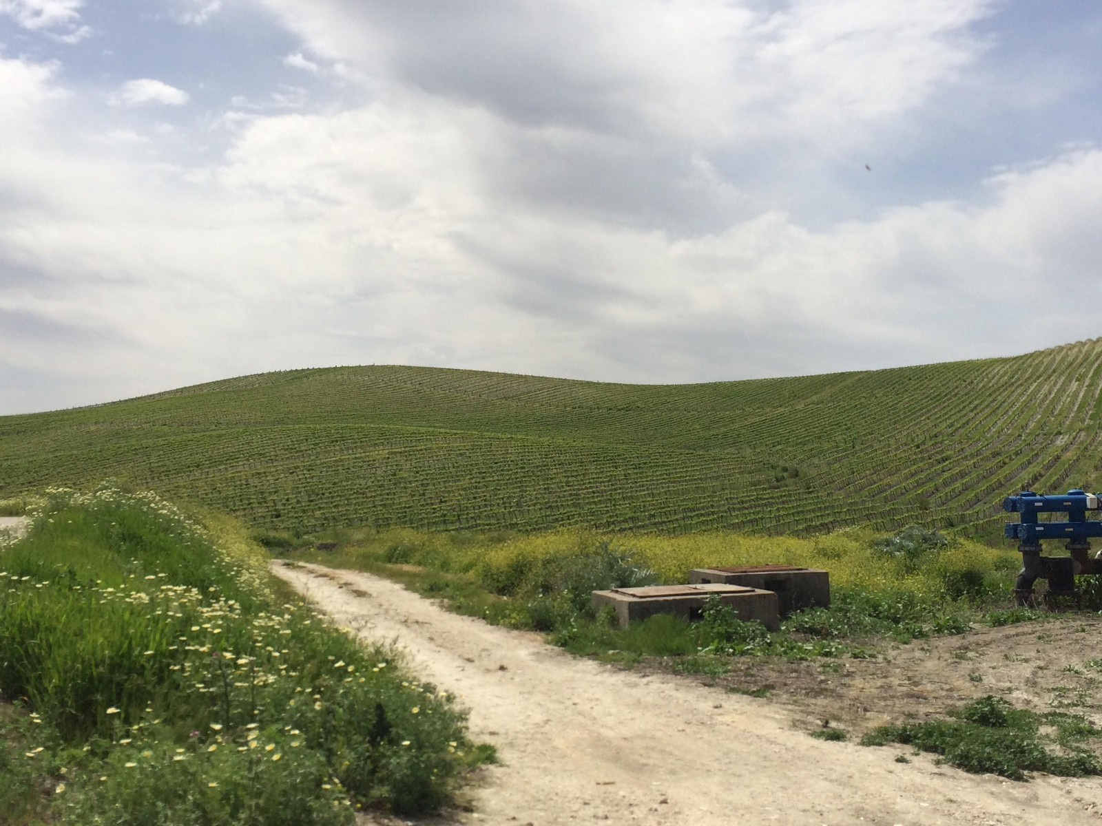 Las fotografías de la primavera en la Campiña de Córdoba