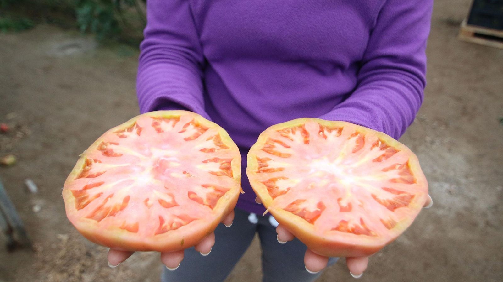 Este tomate posee un gran volumen de carne y una elevada tasa de grados brix. Este tomate posee un gran volumen de carne y una elevada tasa de grados brix.