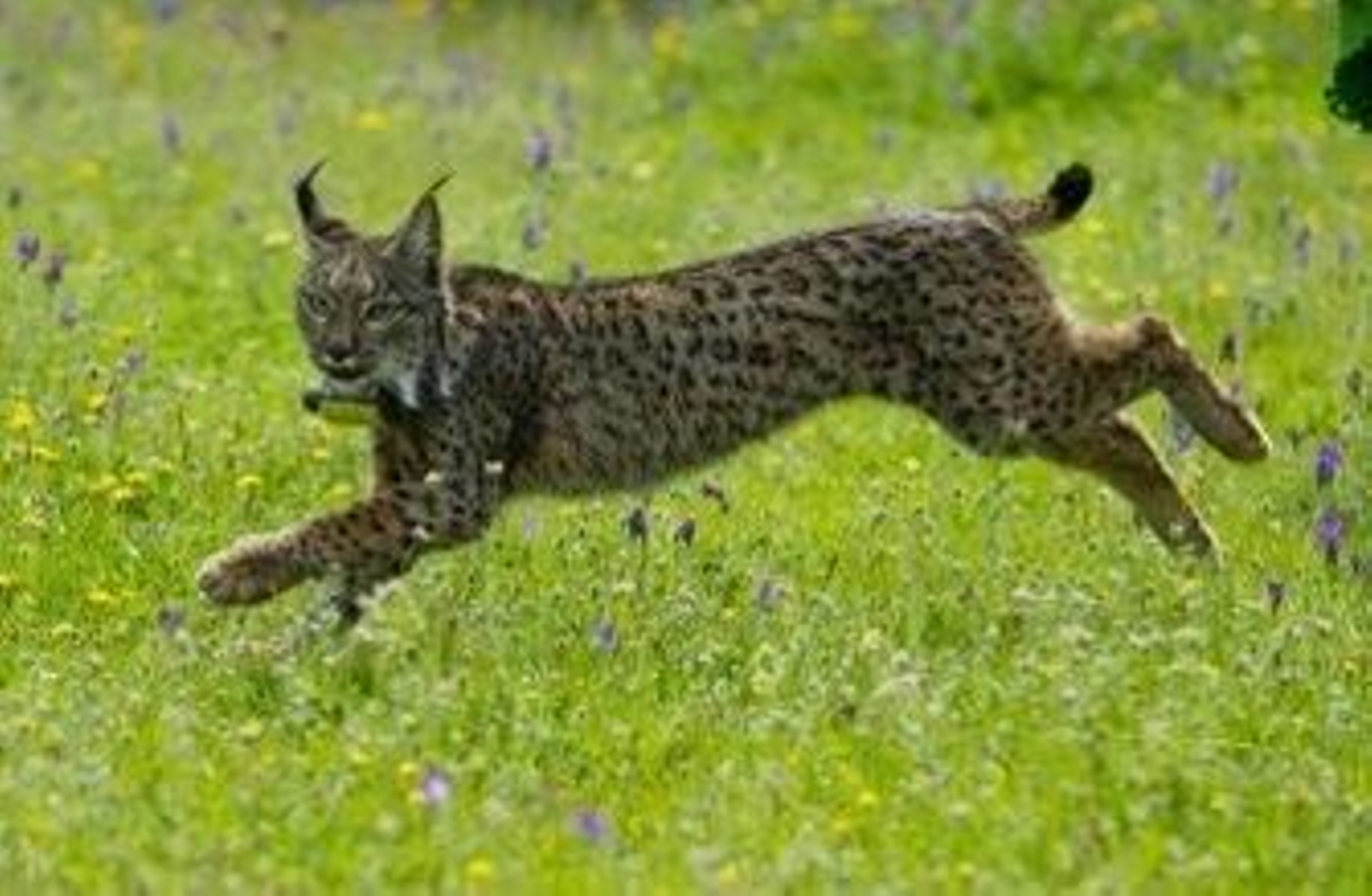 Uno de los 305 ejemplares de lince ibérico que sobreviven en Andalucía