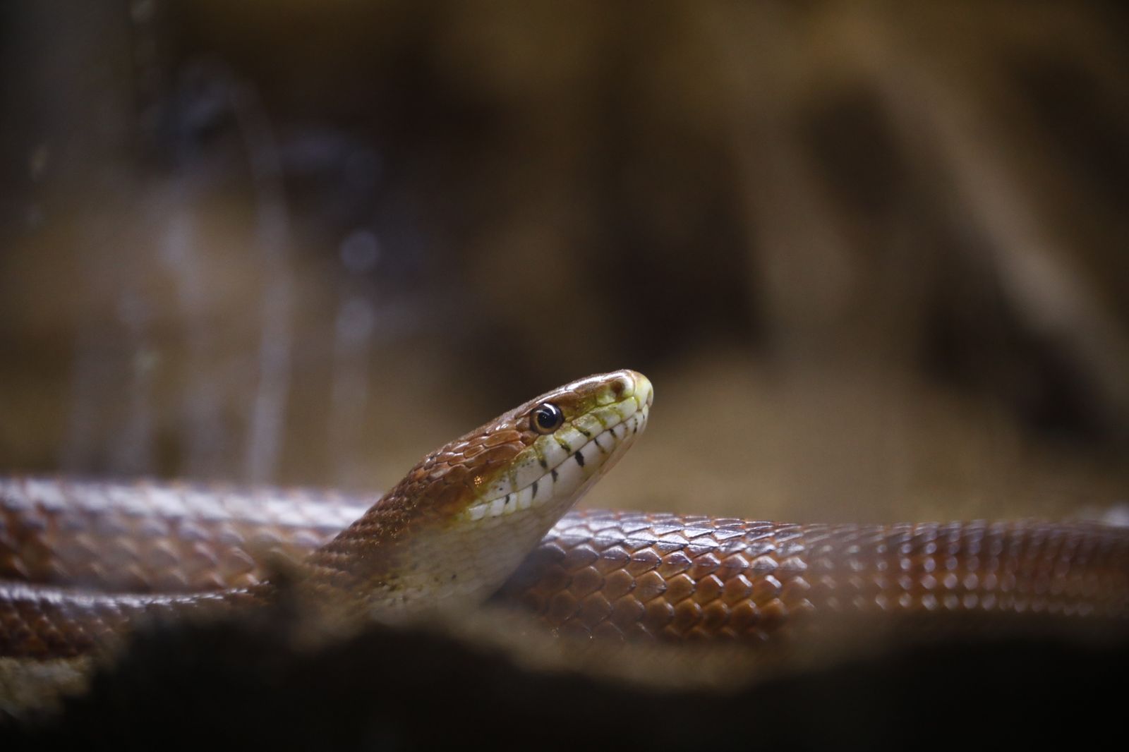 El nuevo reptilario del zoológico de Córdoba, en fotografías
