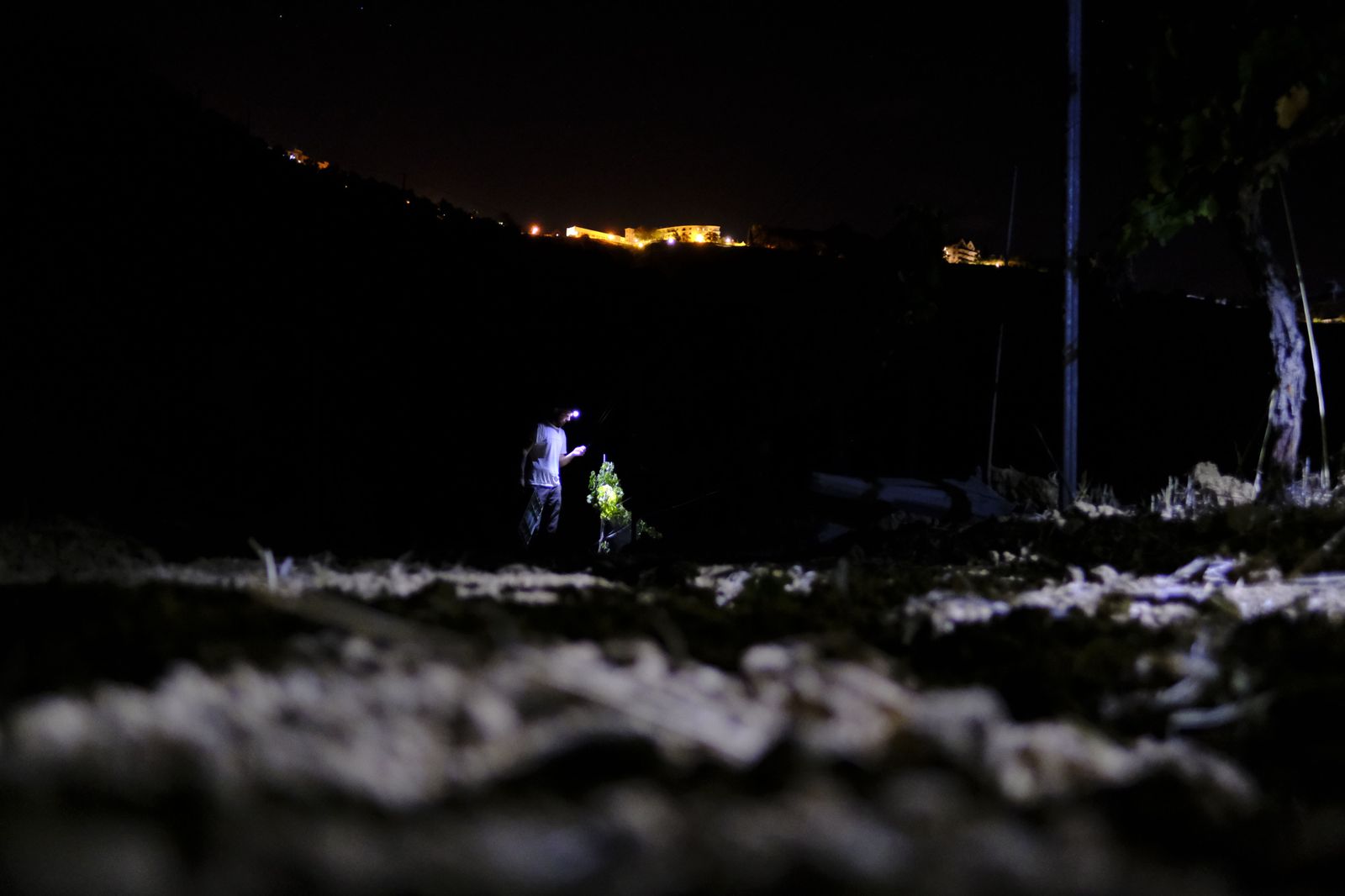 Vendimia nocturna en Ronda, en fotos