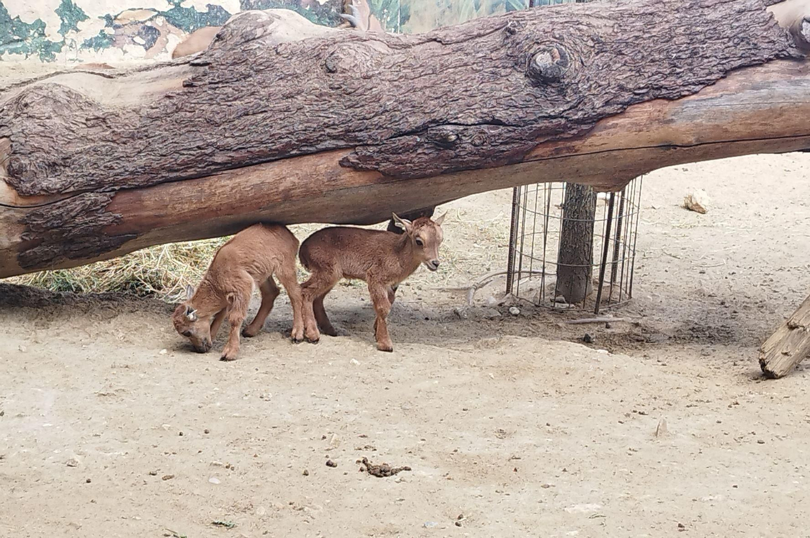 Las crías de Muflón del Atlas, en el Zoobotánico de Jerez.