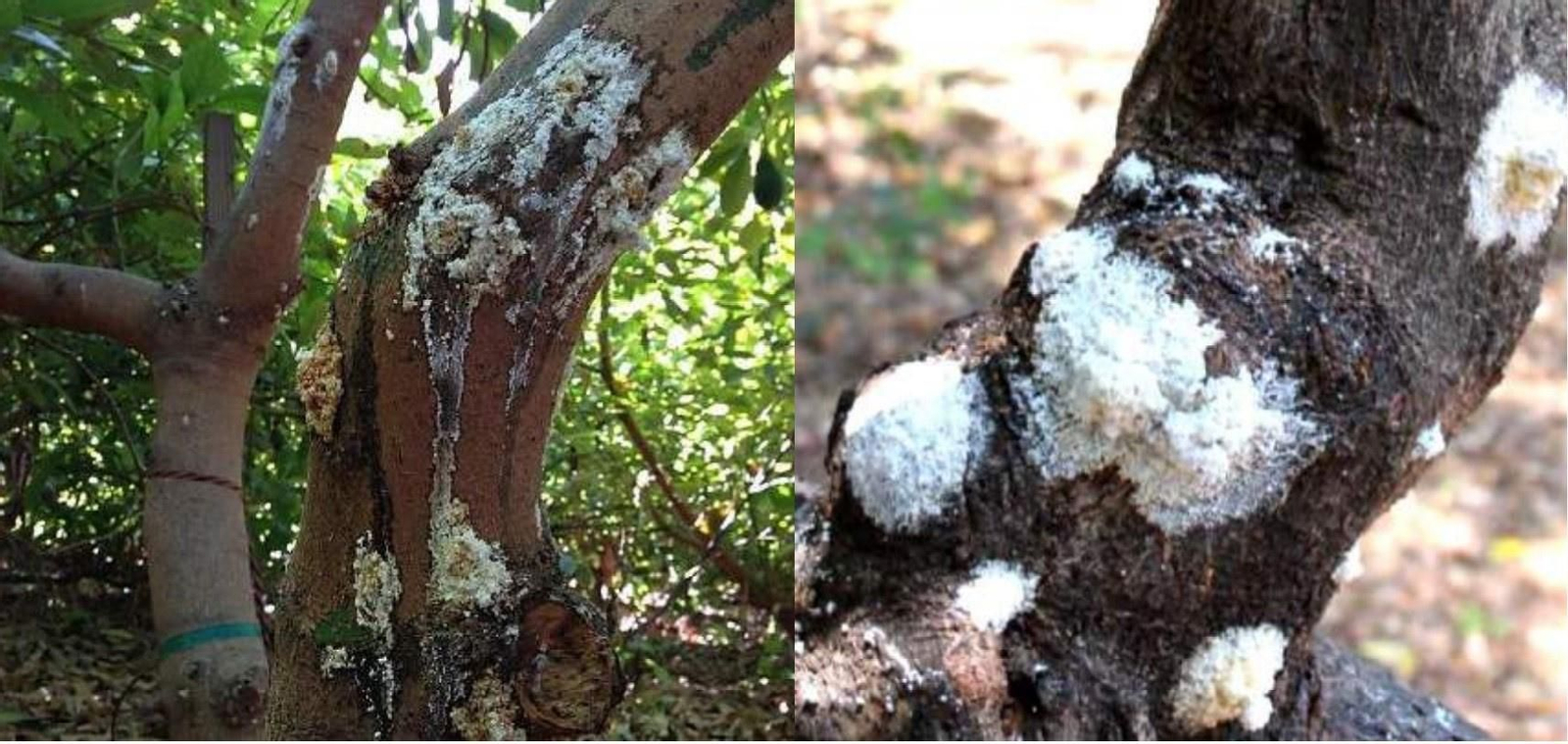 Una plaga de escabarajos de la ambrosía amenaza los cultivos de aguacate de la Costa y obliga a talas localizadas