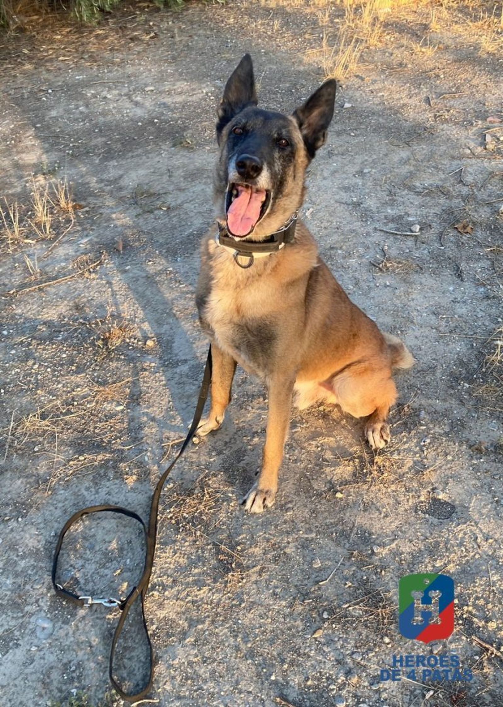 Buscan una casa para Aron tras su jubilación como perro policía en Loja