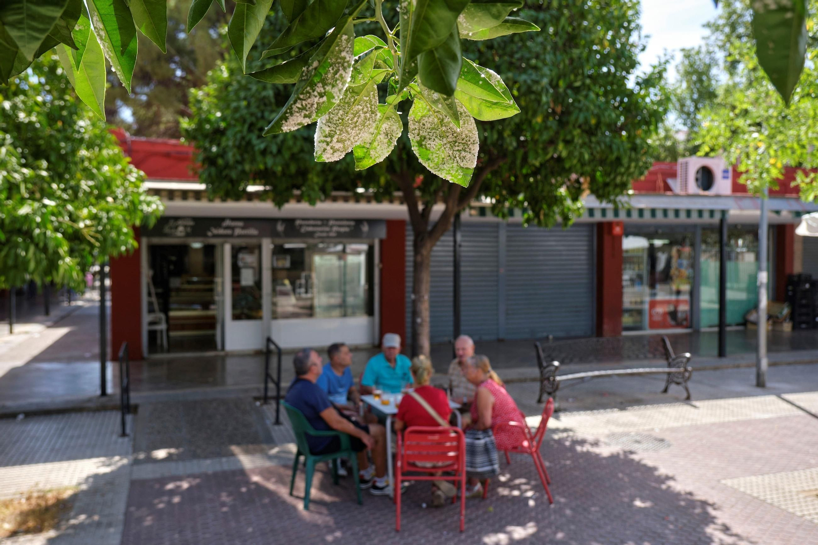 Así están los naranjos de Sevilla