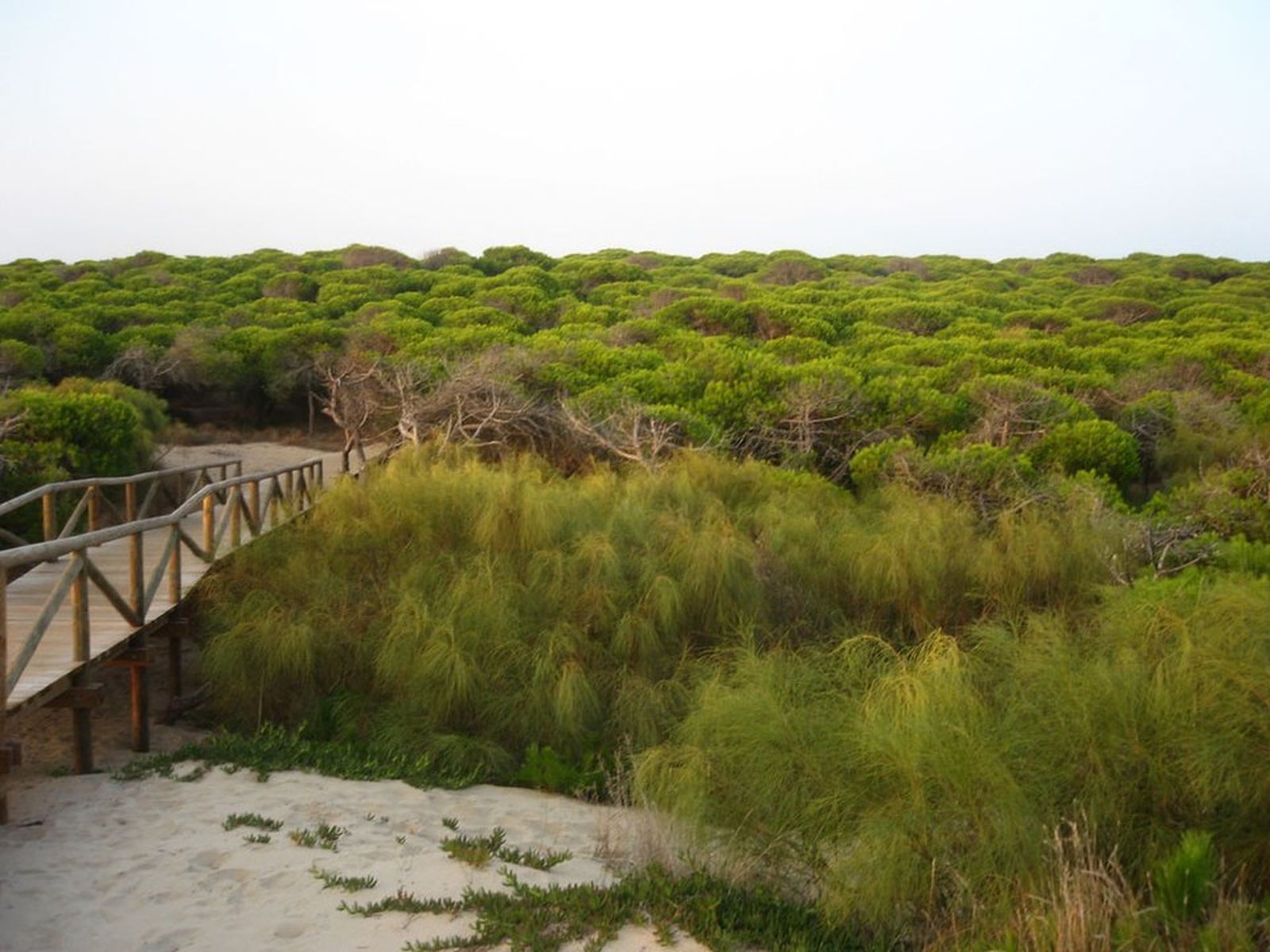 Pinar de Rota, en punta Candor.