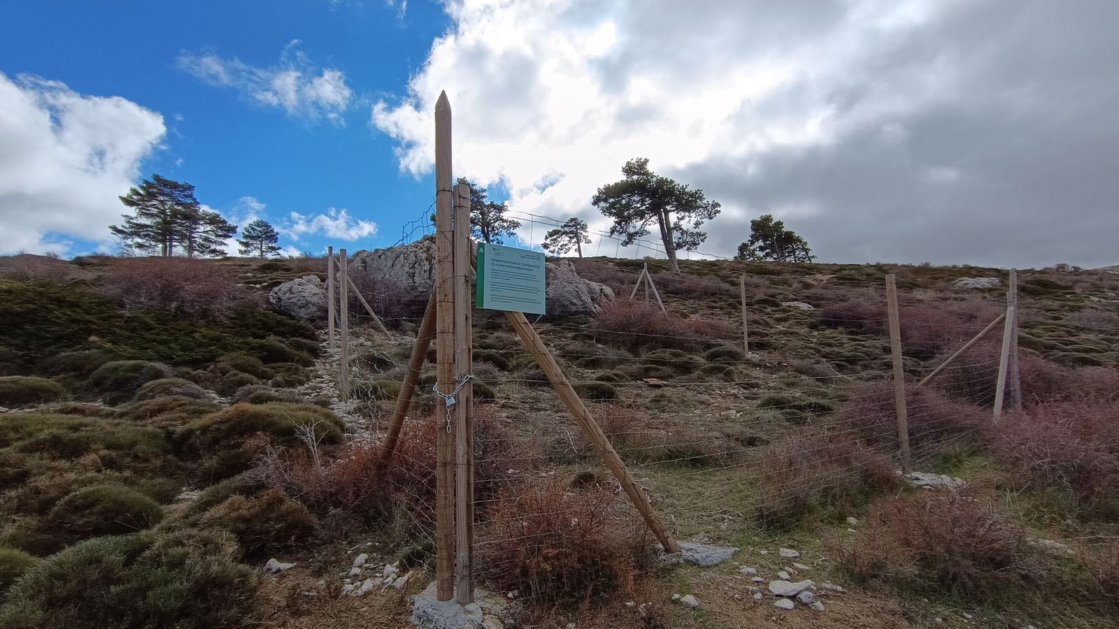 Plantación vallada de Solenanthus reverchonii