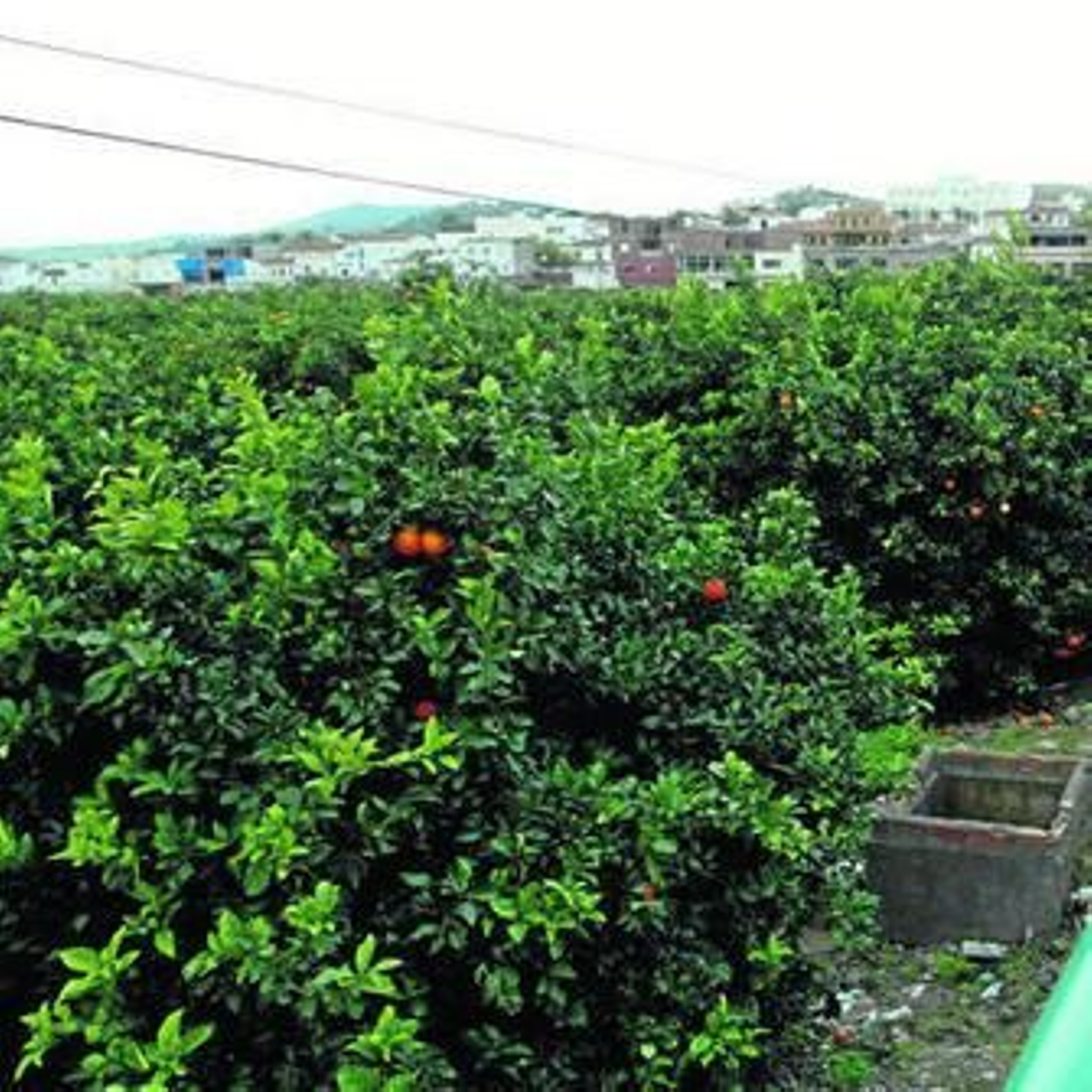 Naranjos en una explotación y, al fondo, las casas de San Martín del Tesorillo.