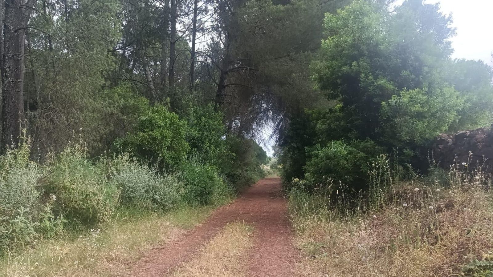 Pasando el Pinar de Alba.
