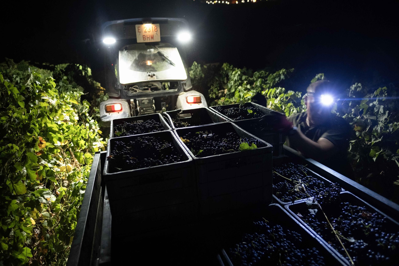 Vendimia nocturna en la Serranía, en imágenes