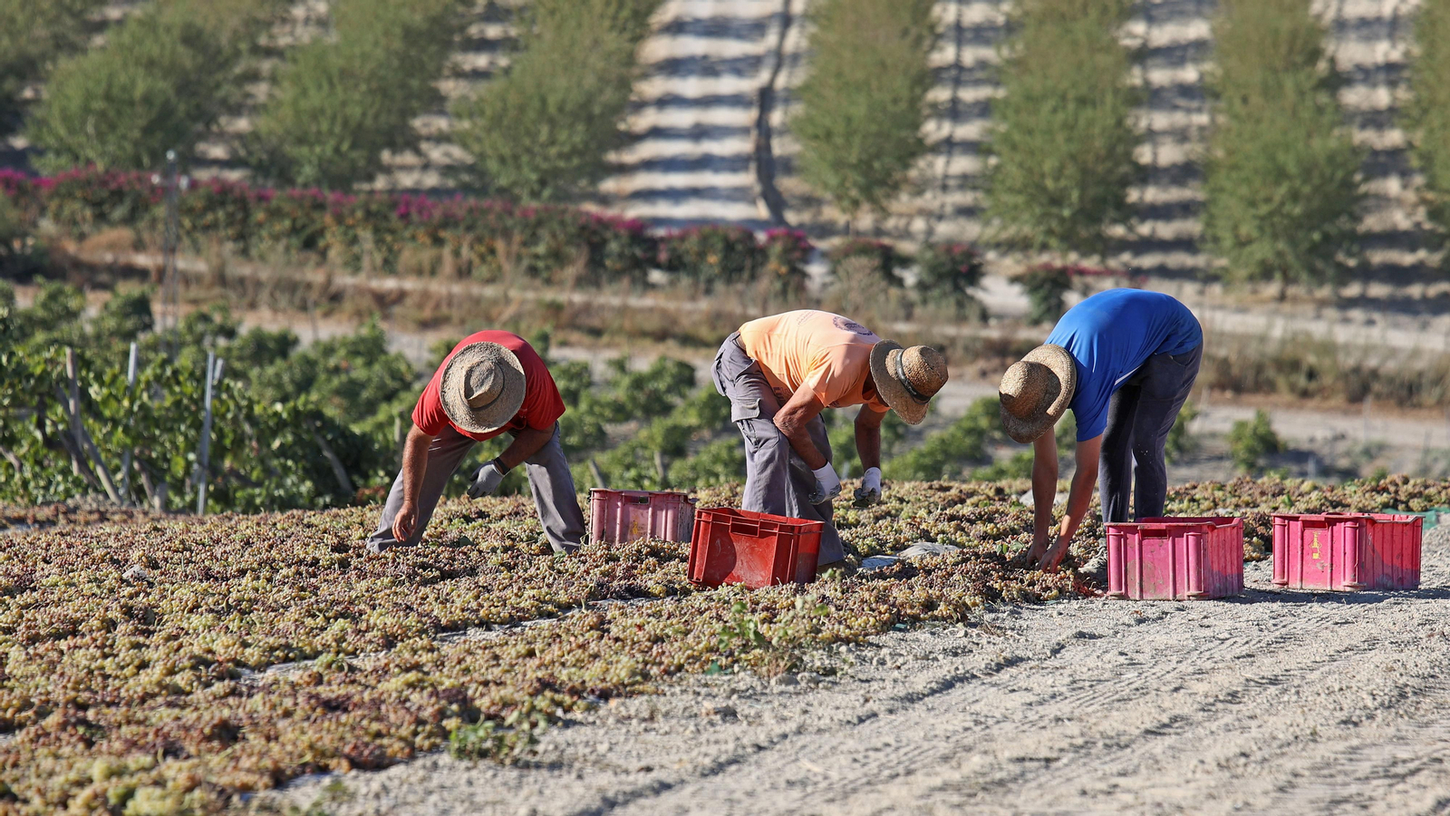 Asoleo de Pedro Ximénez en González Byass