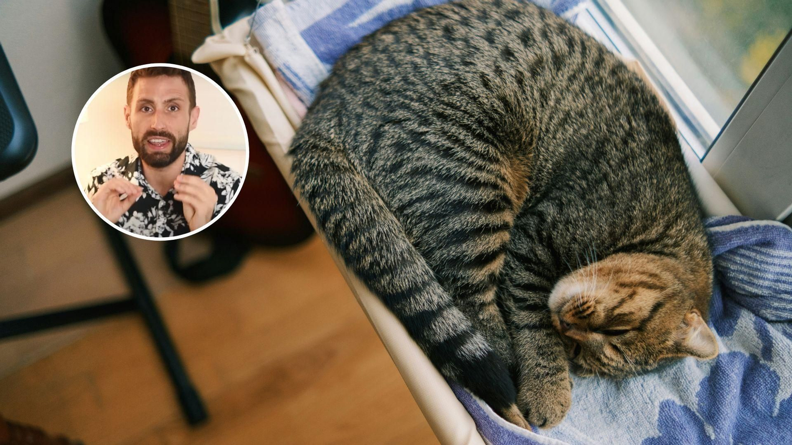 Carlos Gutiérrez, veterinario, explica cómo refrescar a los gatos en verano