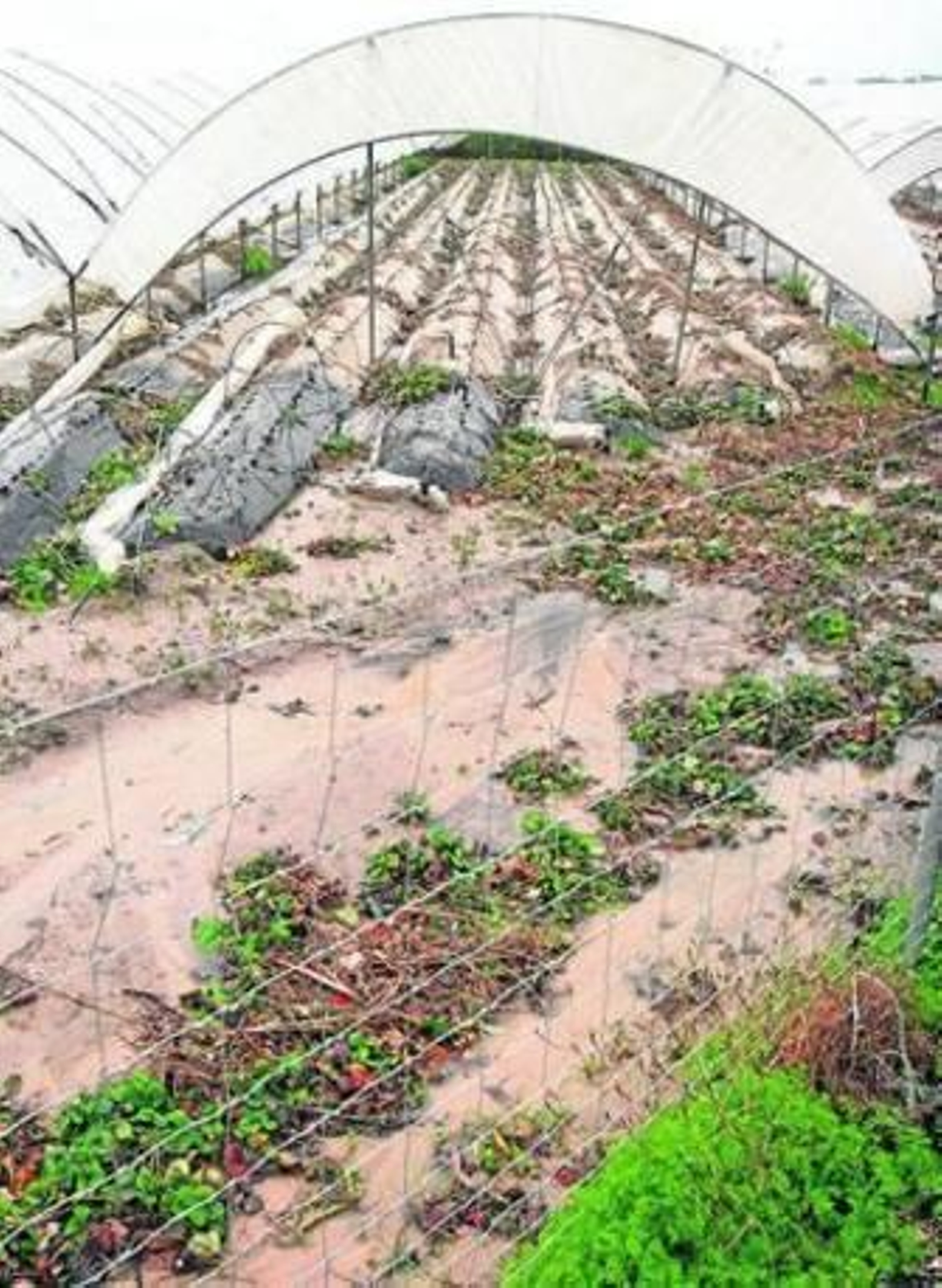 Las lluvias han destrozado algunos campos agrícolas.