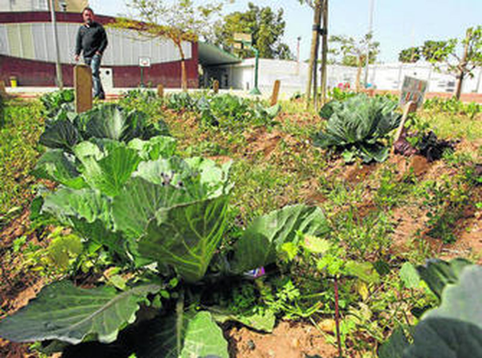 El huerto del Carola Ribed, en el que los alumnos han plantado verduras.