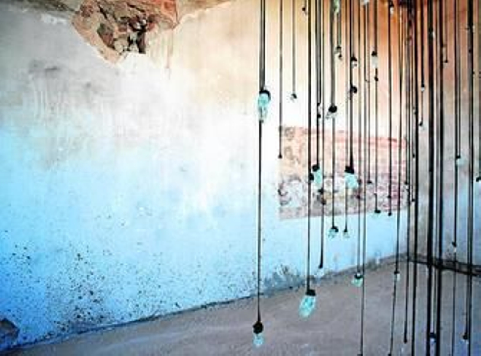 223 lágrimas de jardín polar