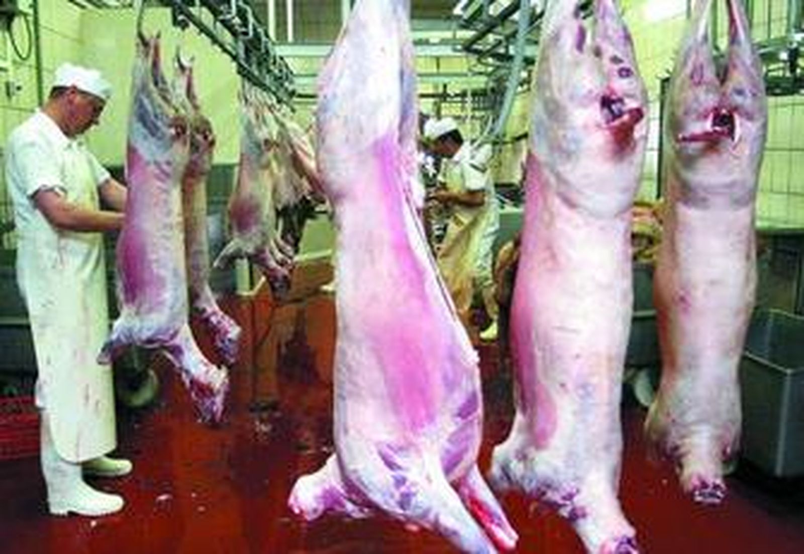 Una cámara frigorífica con corderos matados al estilo halal.