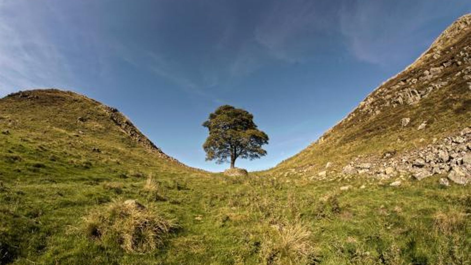 El Sycamore Gap Tree antes de su tala