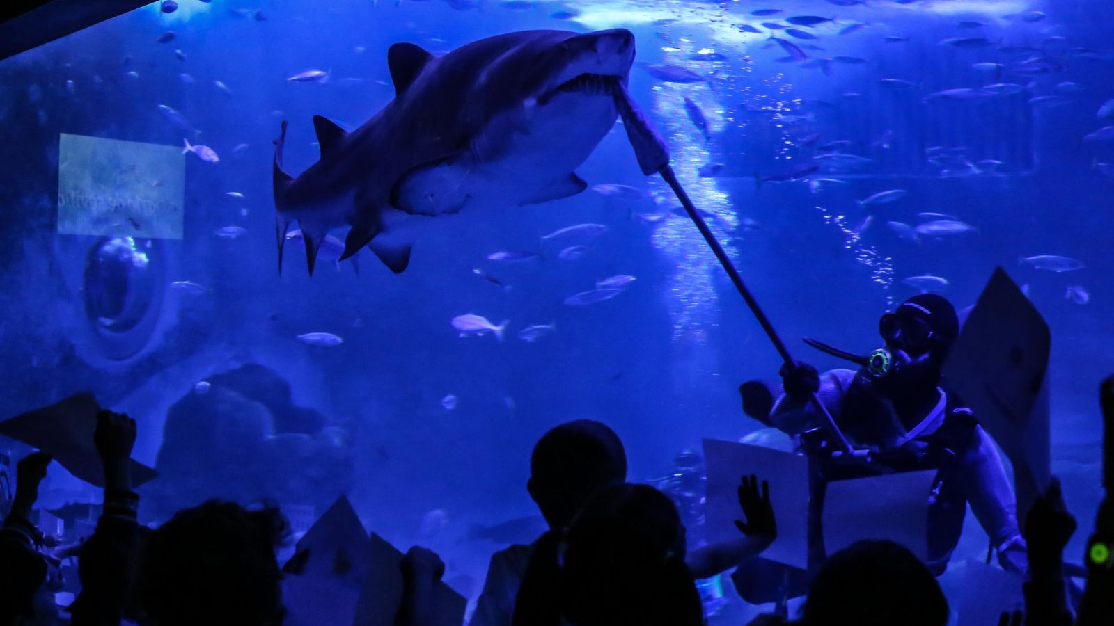 Alimentación de tiburones