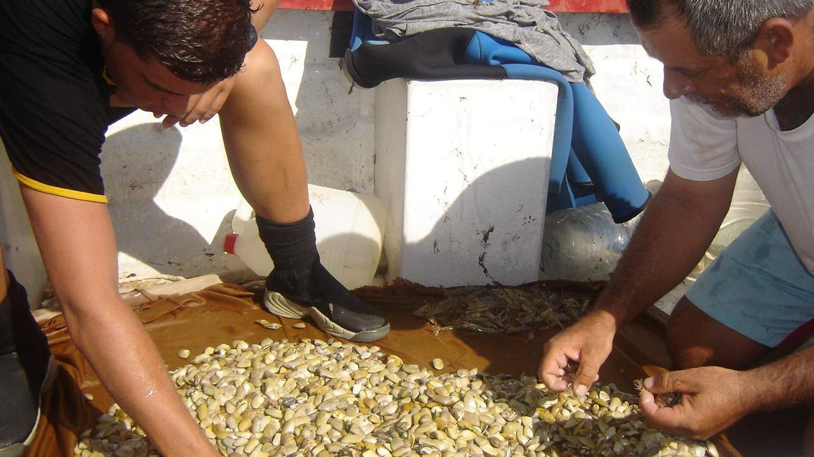 Dos mariscadores seleccionan las coquinas recién capturadas.