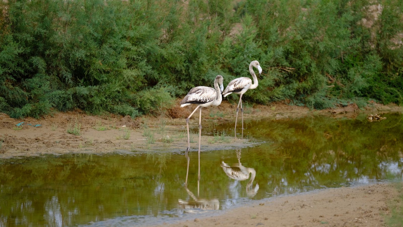 Restauración paisajística de la Rambla Morales, Cabo de Gata. Almería
