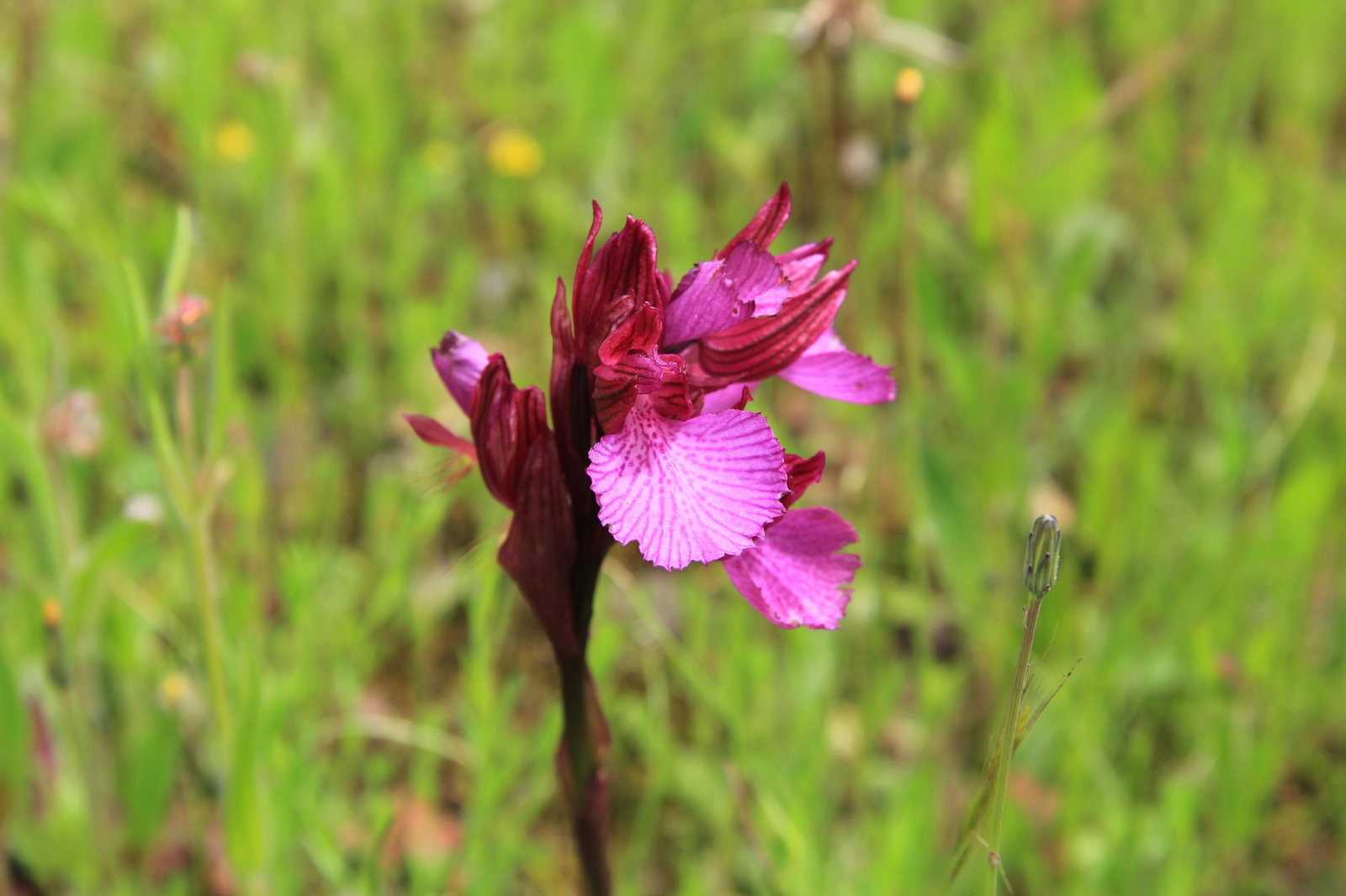 Las fotografías de la primavera en Los Pedroches