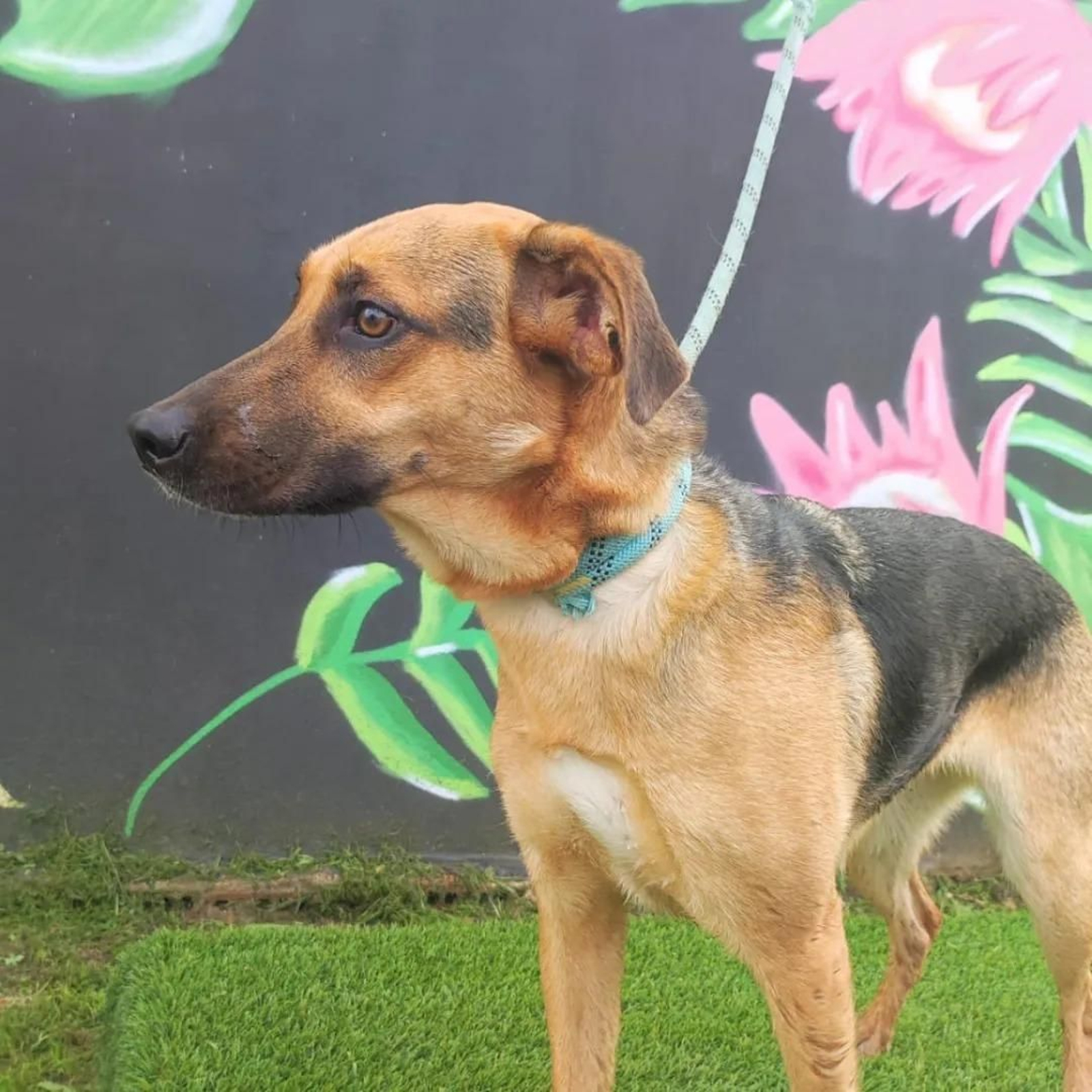 Uno de los perros del centro de animales.