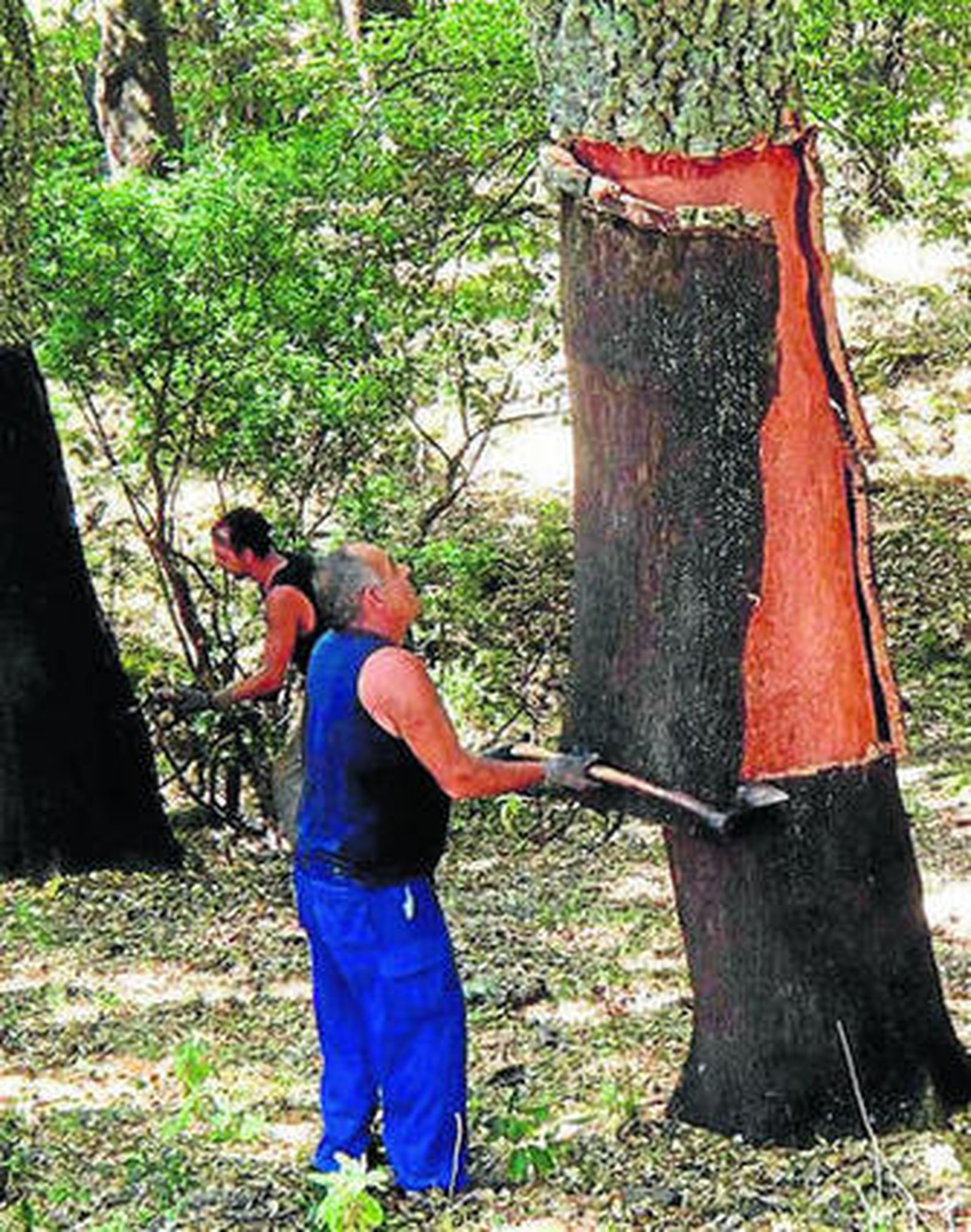 Dos hombres trabajando en la saca del corcho.