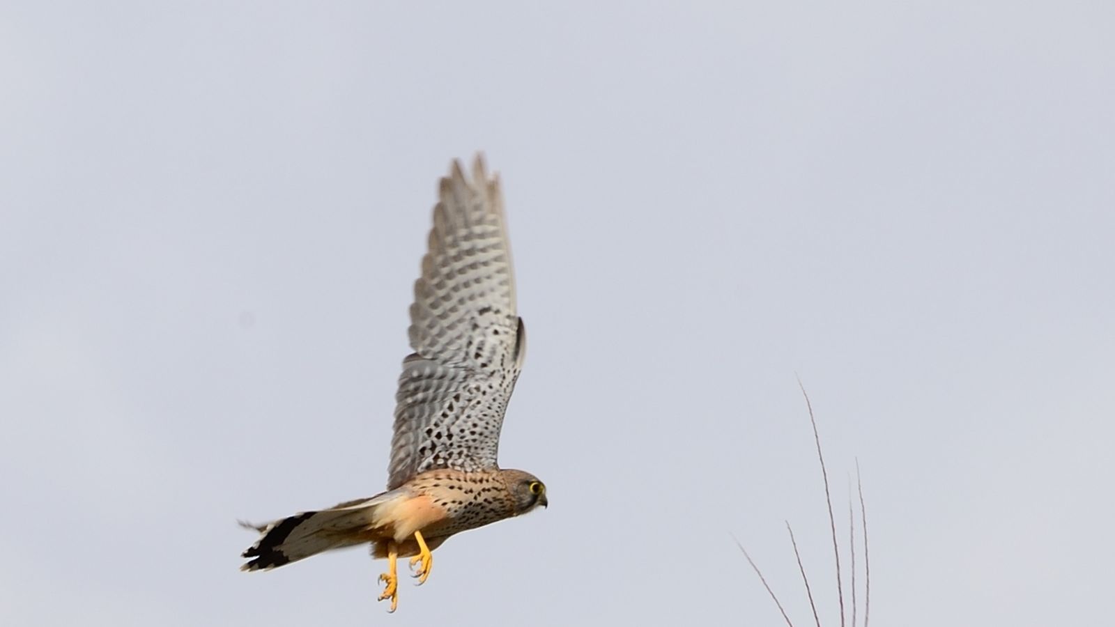 Ejemplar de cernícalo primilla.