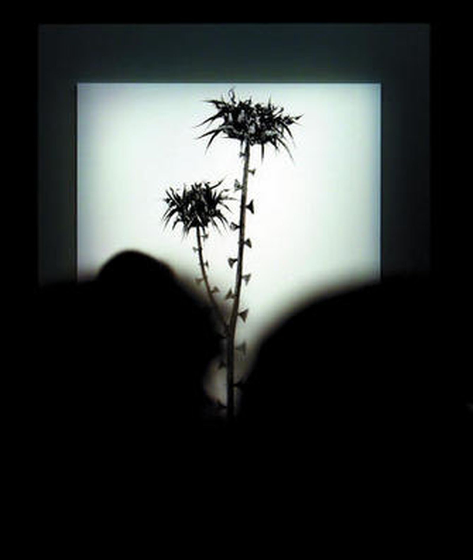 Fotografía literaria