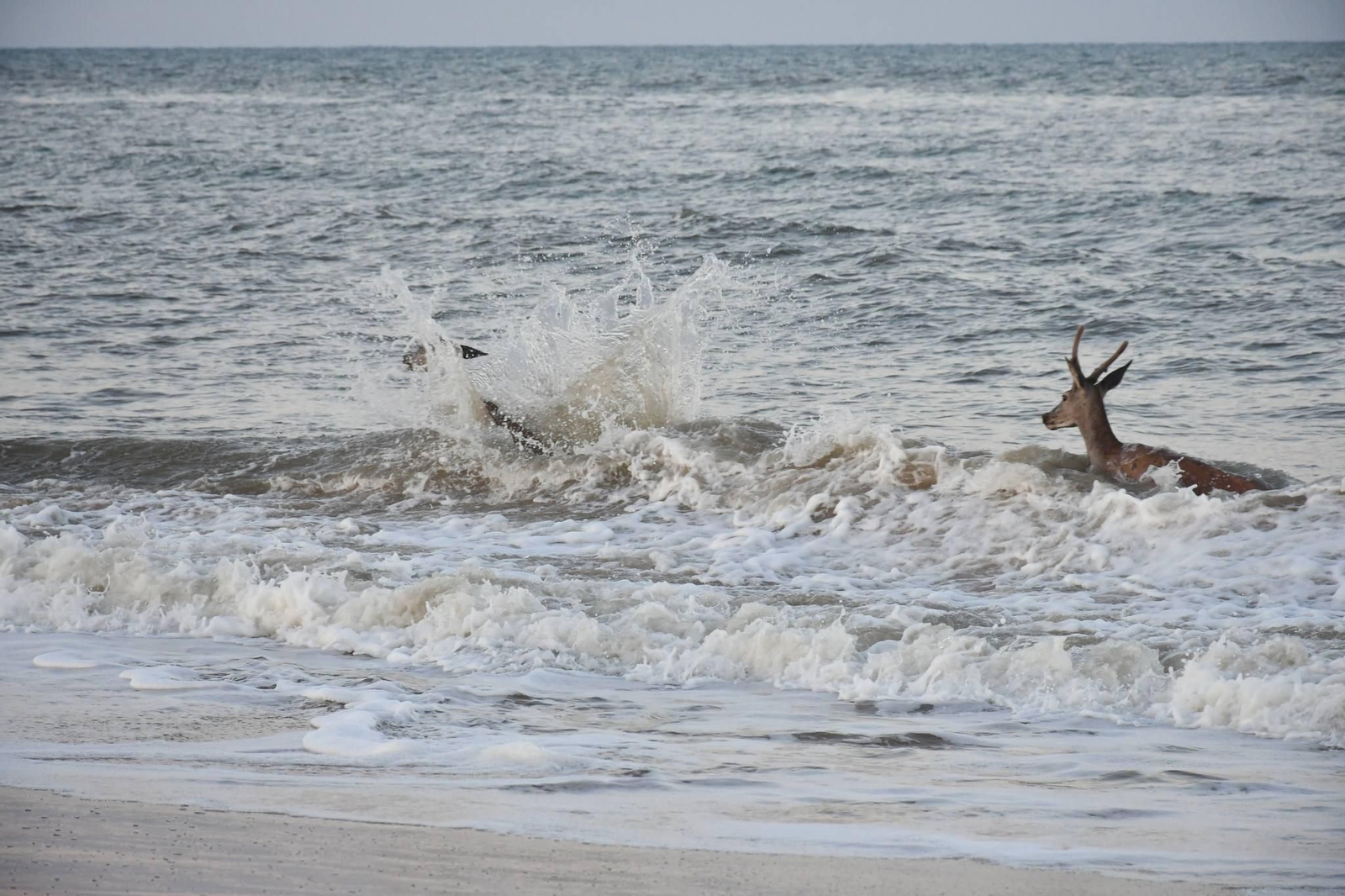 Las espectáculares imágenes de unos ciervos bañándose en la playa de Los Palos, en el Parque Nacional de Doñana