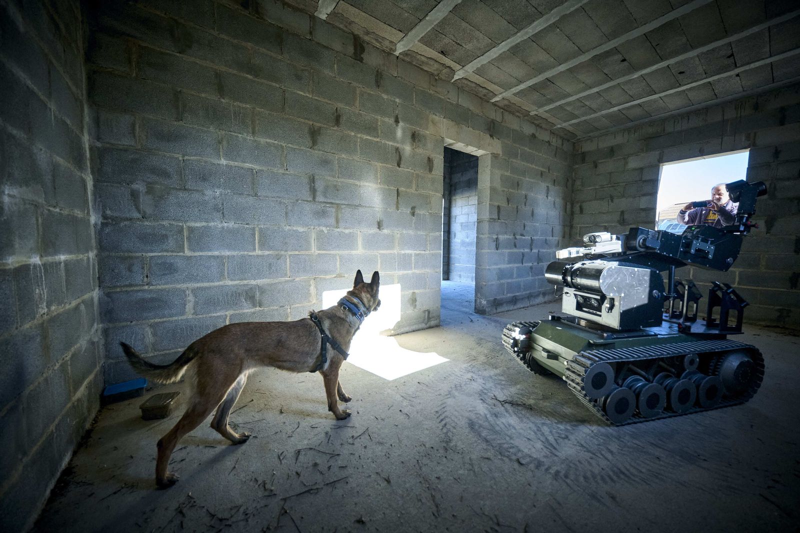 Maniobras Canex con unidades caninas de las Fuerzas Armadas, Policía y Guardia Civil
