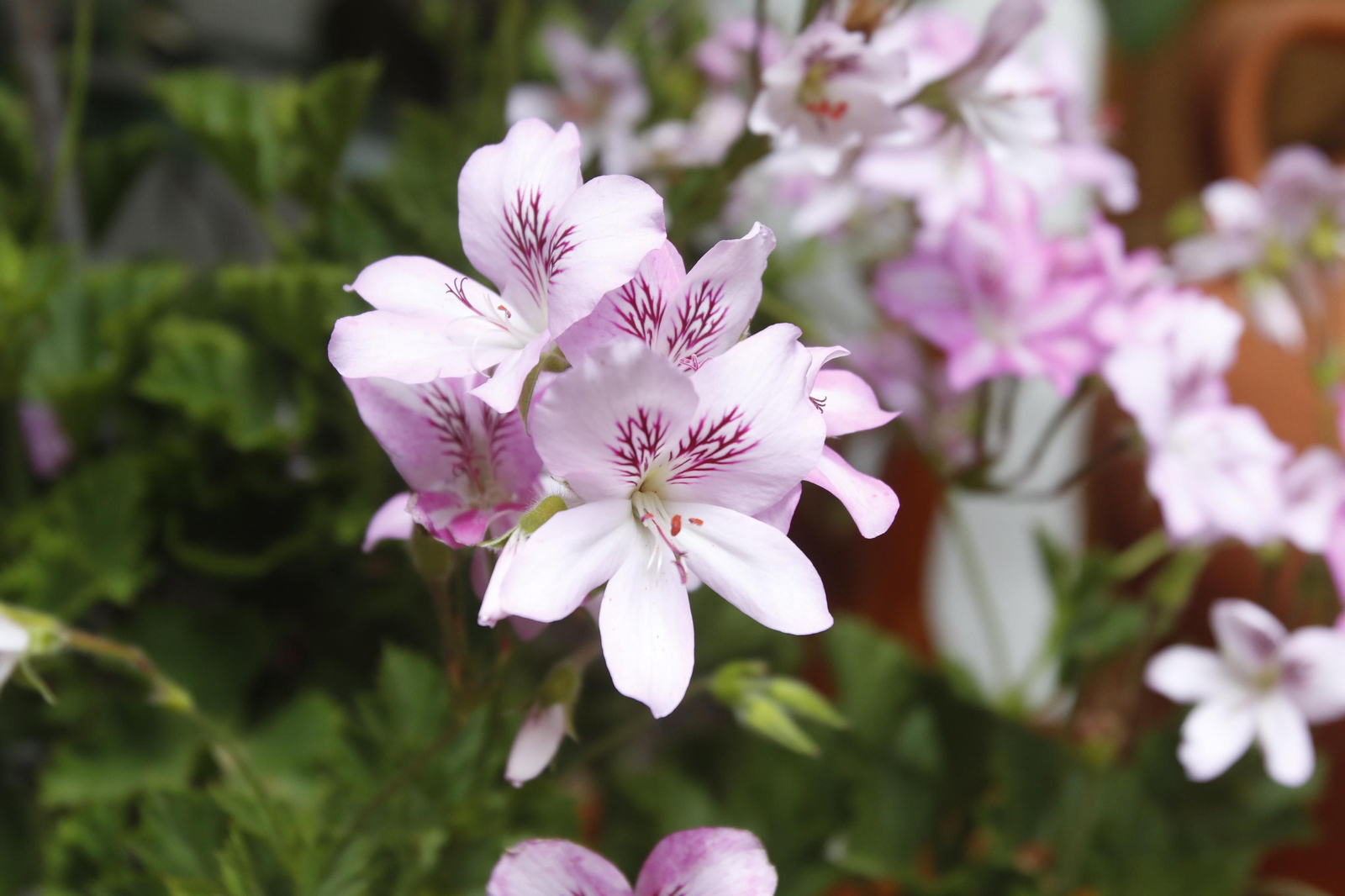 Los Patios de Córdoba en tiempos de crisis: Duque de la Victoria, 3