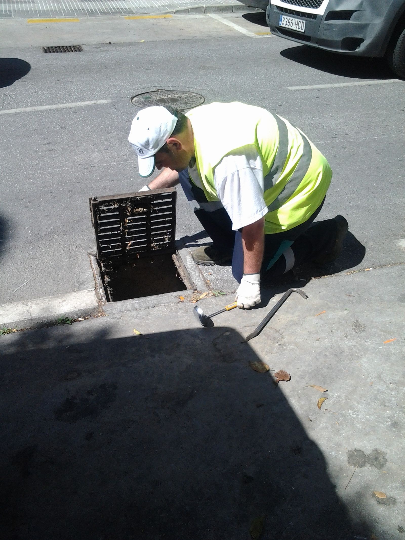 Ejemplar de mosquito tigre.